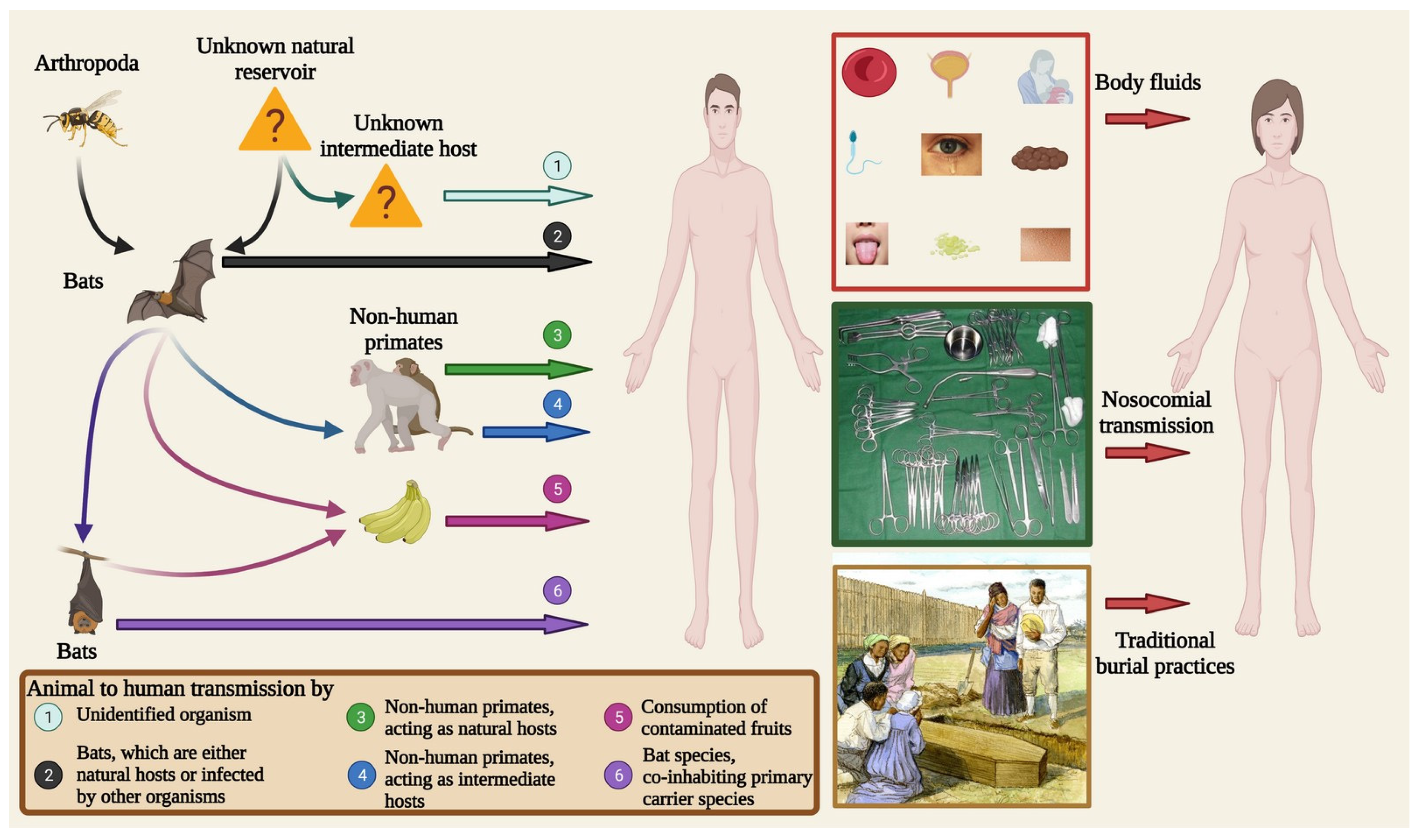 Pathogens 12 00248 g004 Pathogens 12 00248 g004