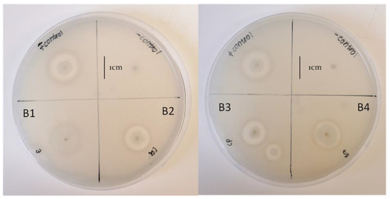 Bacillus Isolate Biocontrol Potential of Bacillus subtilis and Bacillus tequilensis ...