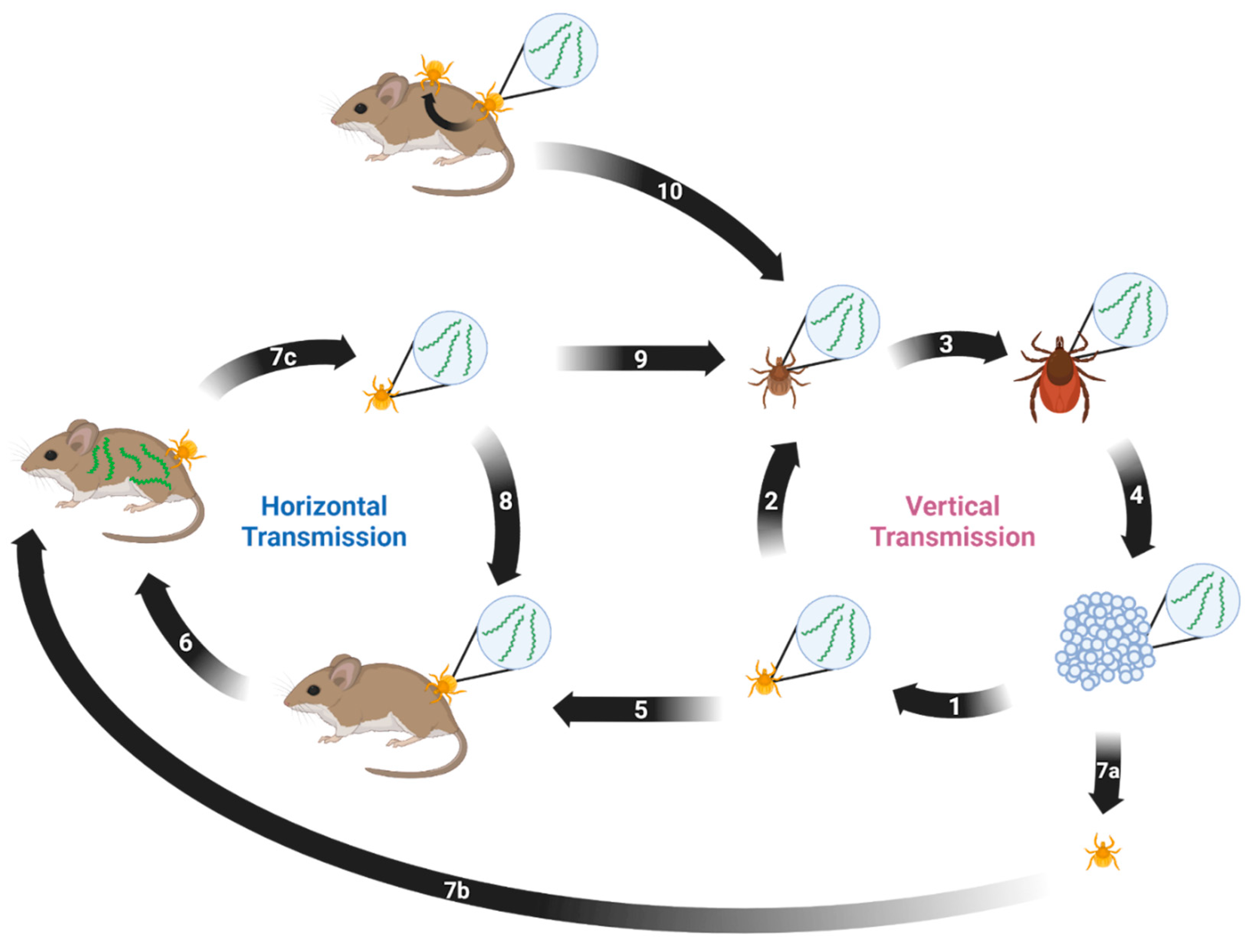 Pathogens 12 00267 g001 Pathogens 12 00267 g001