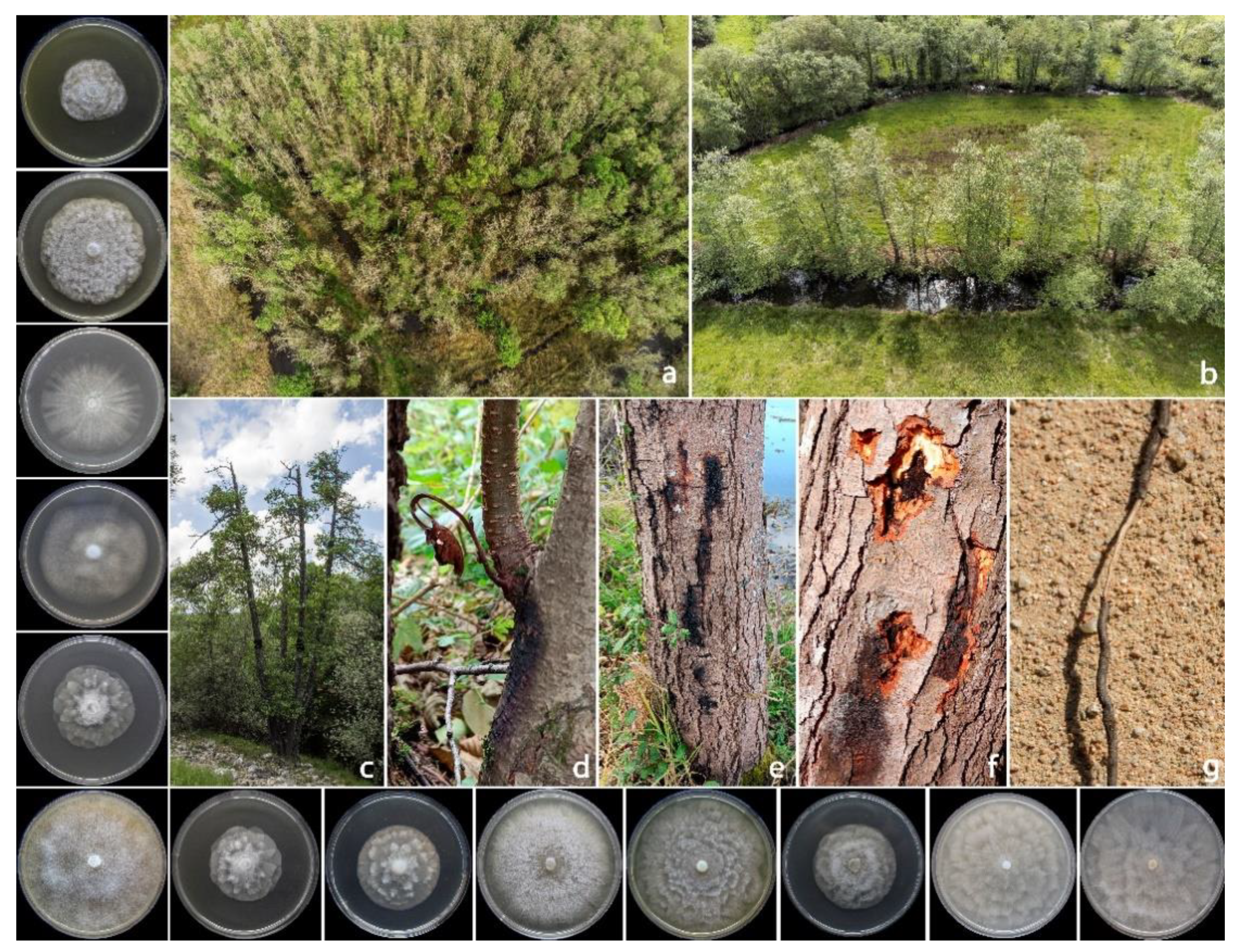 Pathogens 12 00276 g001