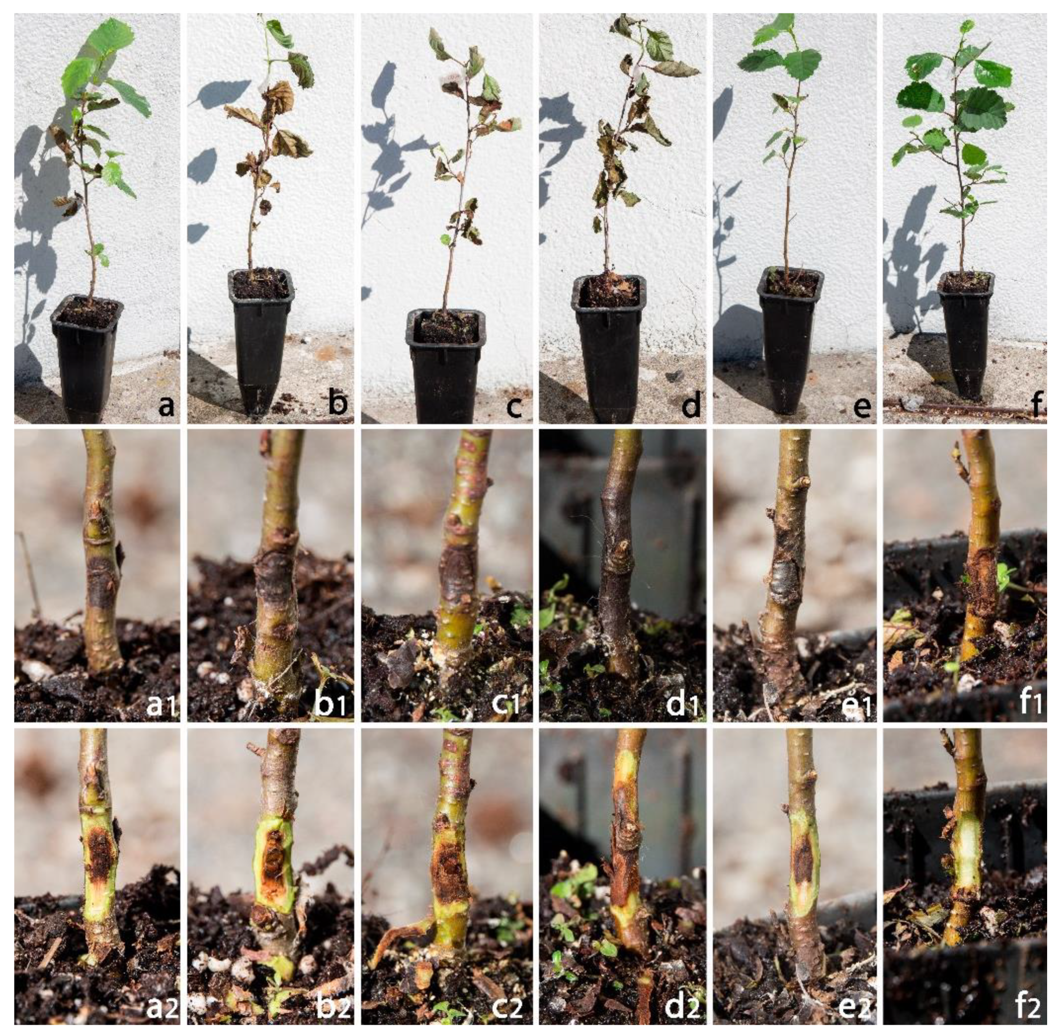 Pathogens 12 00276 g002
