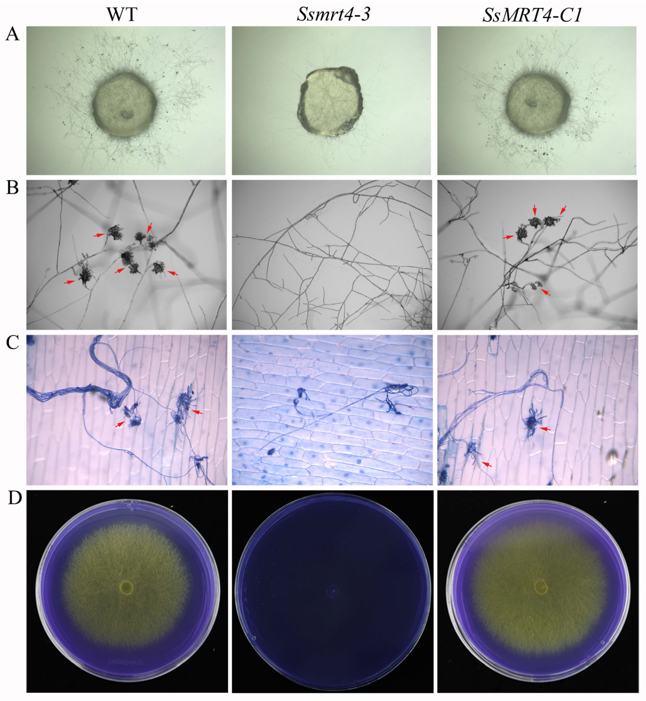 Pathogens 12 00281 g004
