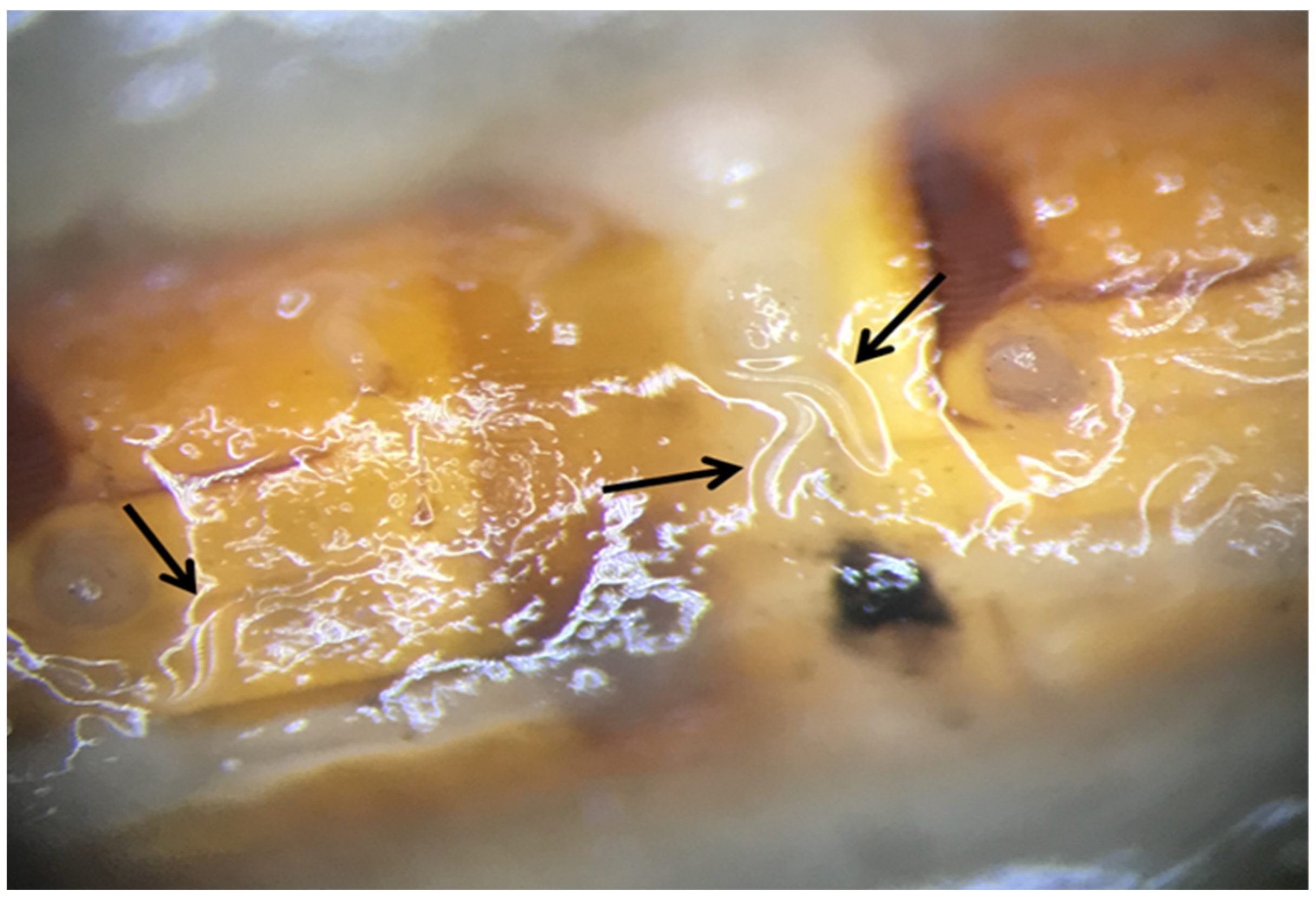 Pathogens 12 00288 g001 550