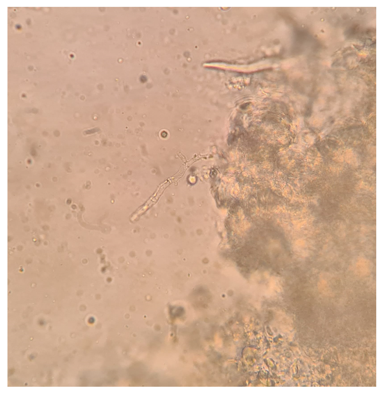 Pathogens 12 00304 g003 Pathogens 12 00304 g003
