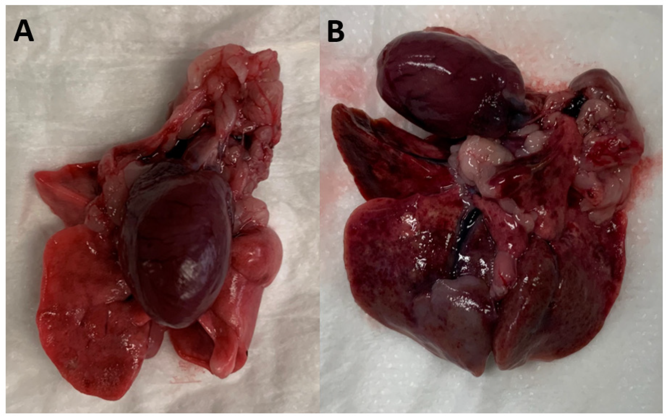 Pathogens 12 00305 g001 Pathogens 12 00305 g001