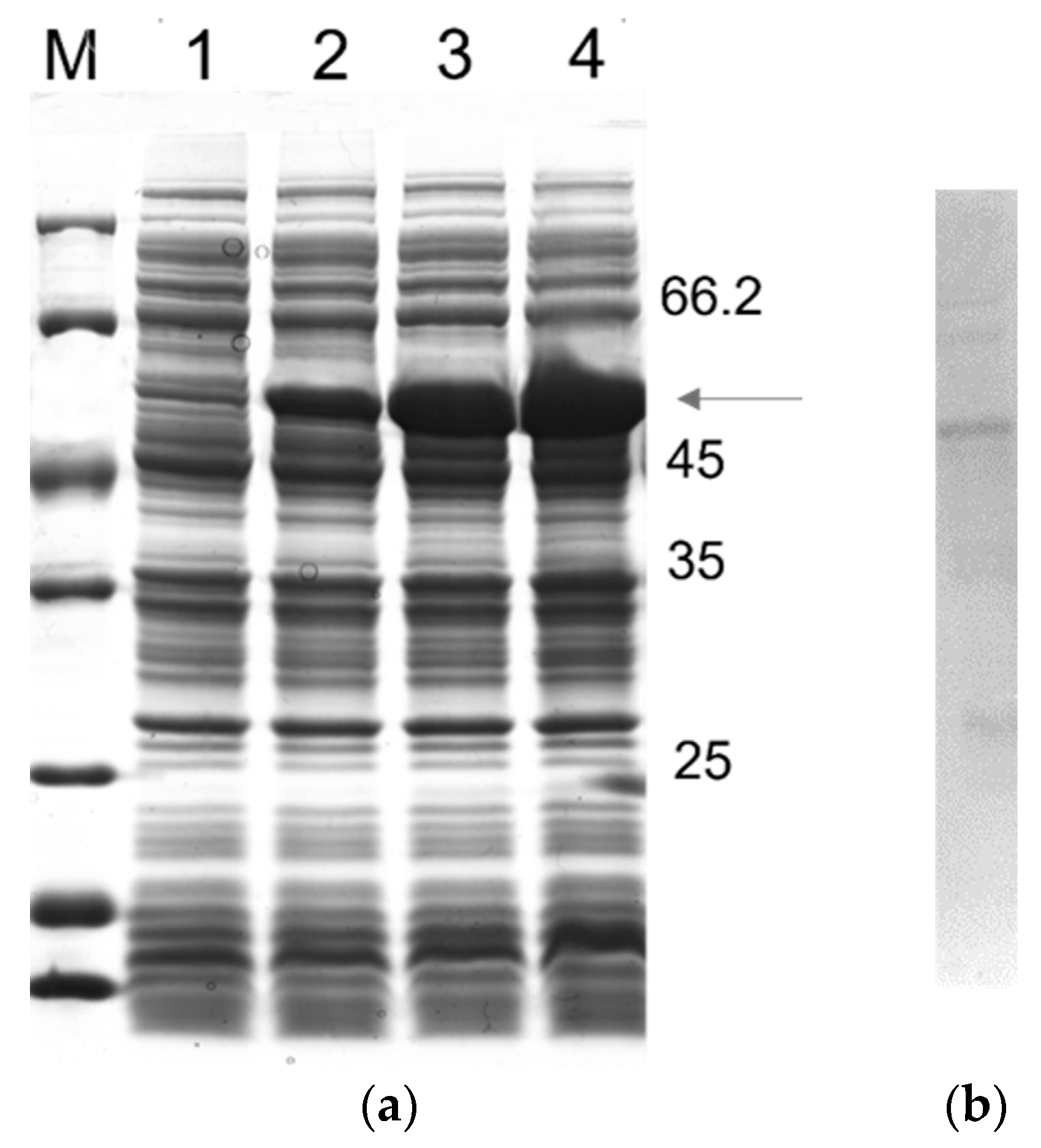 Pathogens 12 00312 g001 Pathogens 12 00312 g001