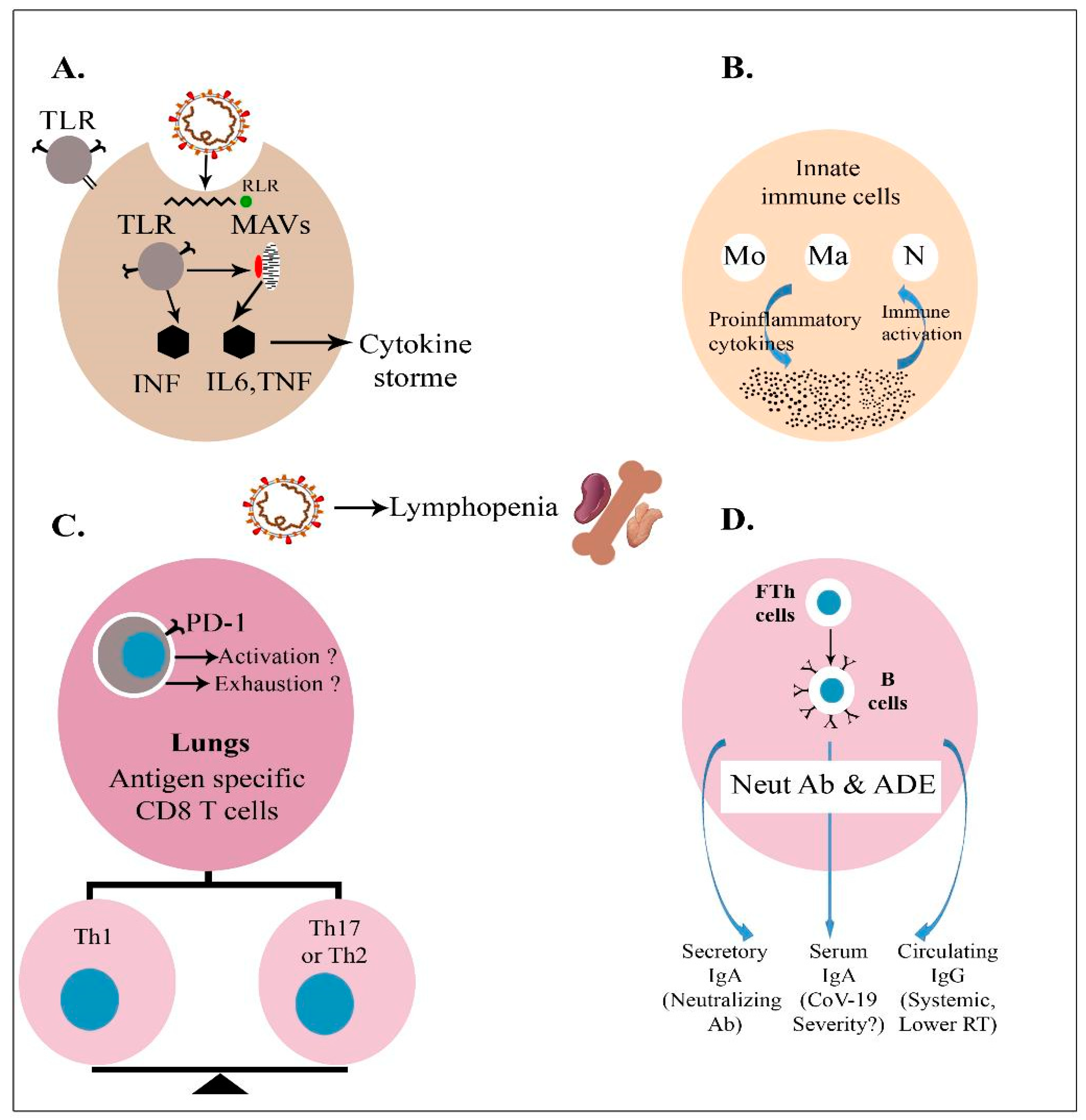 Pathogenesis, immunology, and immune‐targeted management of the