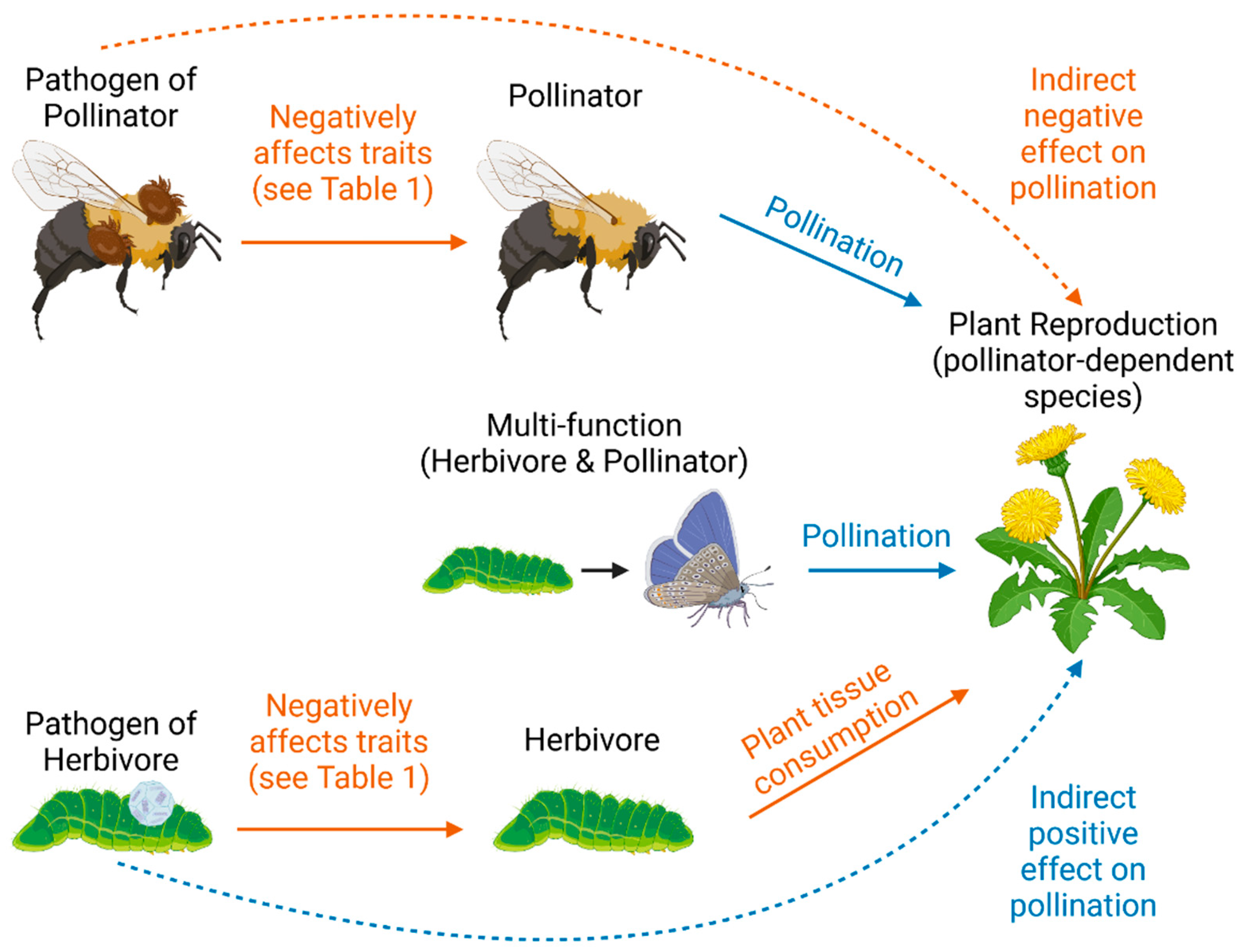 I. Introduction to Pollination and its Significance in Seed Production and Plant Reproduction