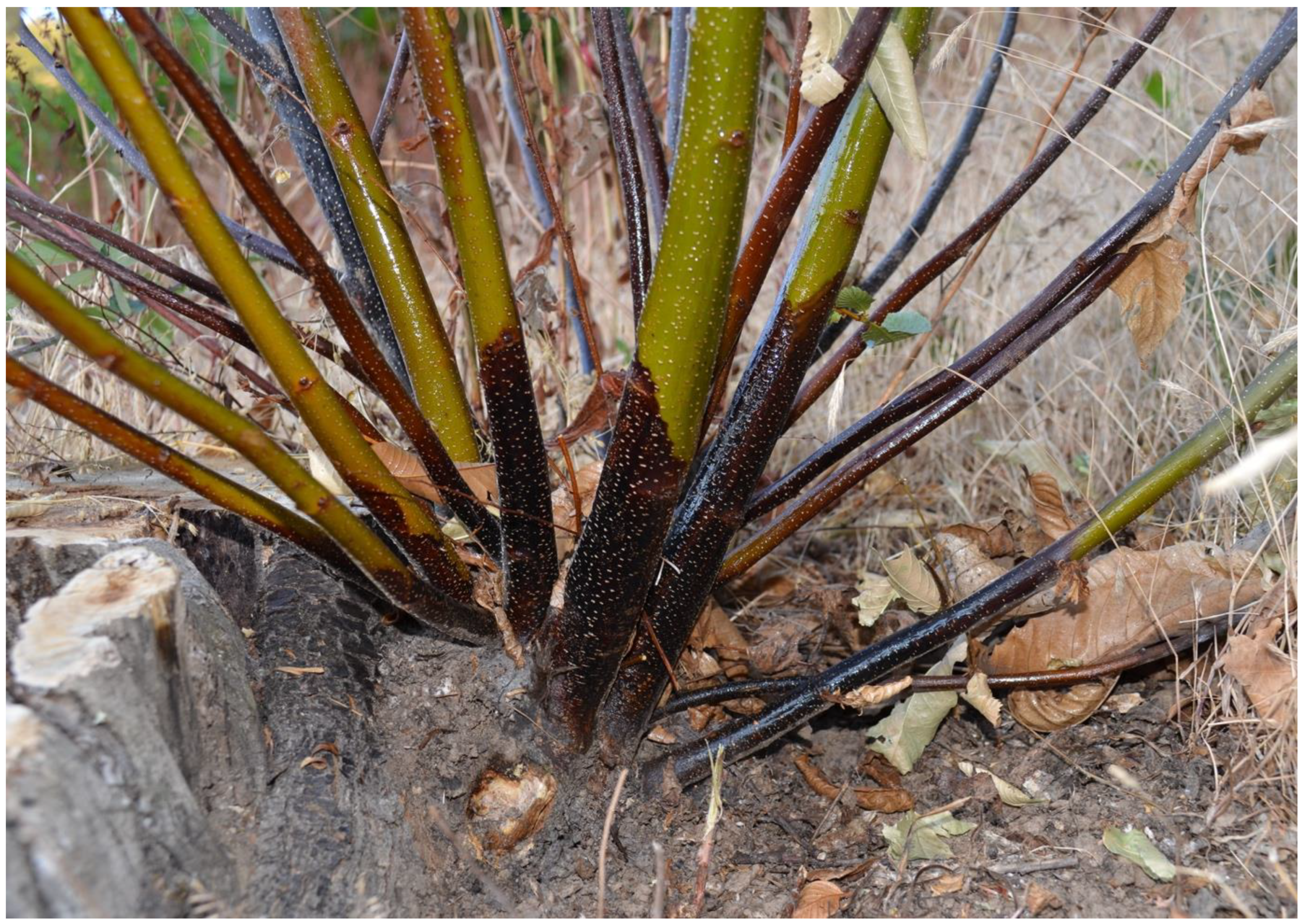 Pathogens 12 00365 g001 Pathogens 12 00365 g001