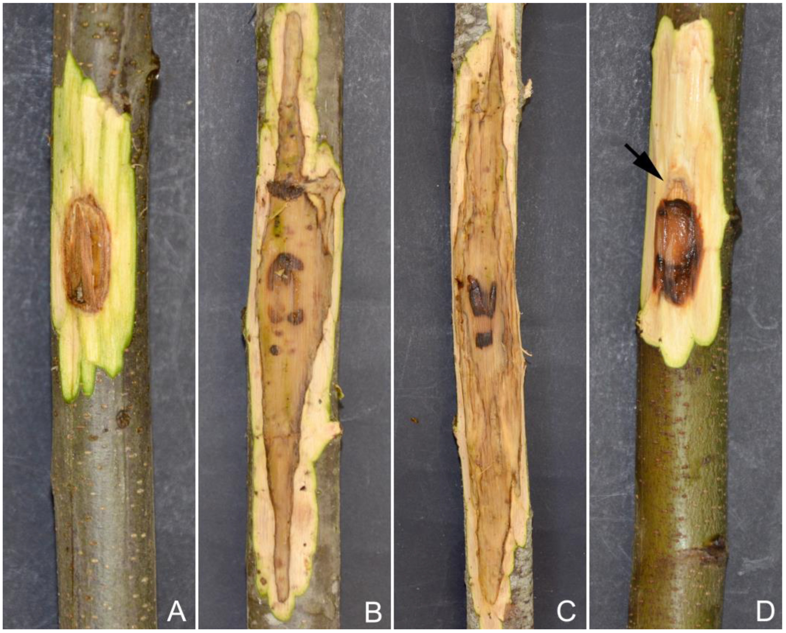 Pathogens 12 00365 g006 Pathogens 12 00365 g006