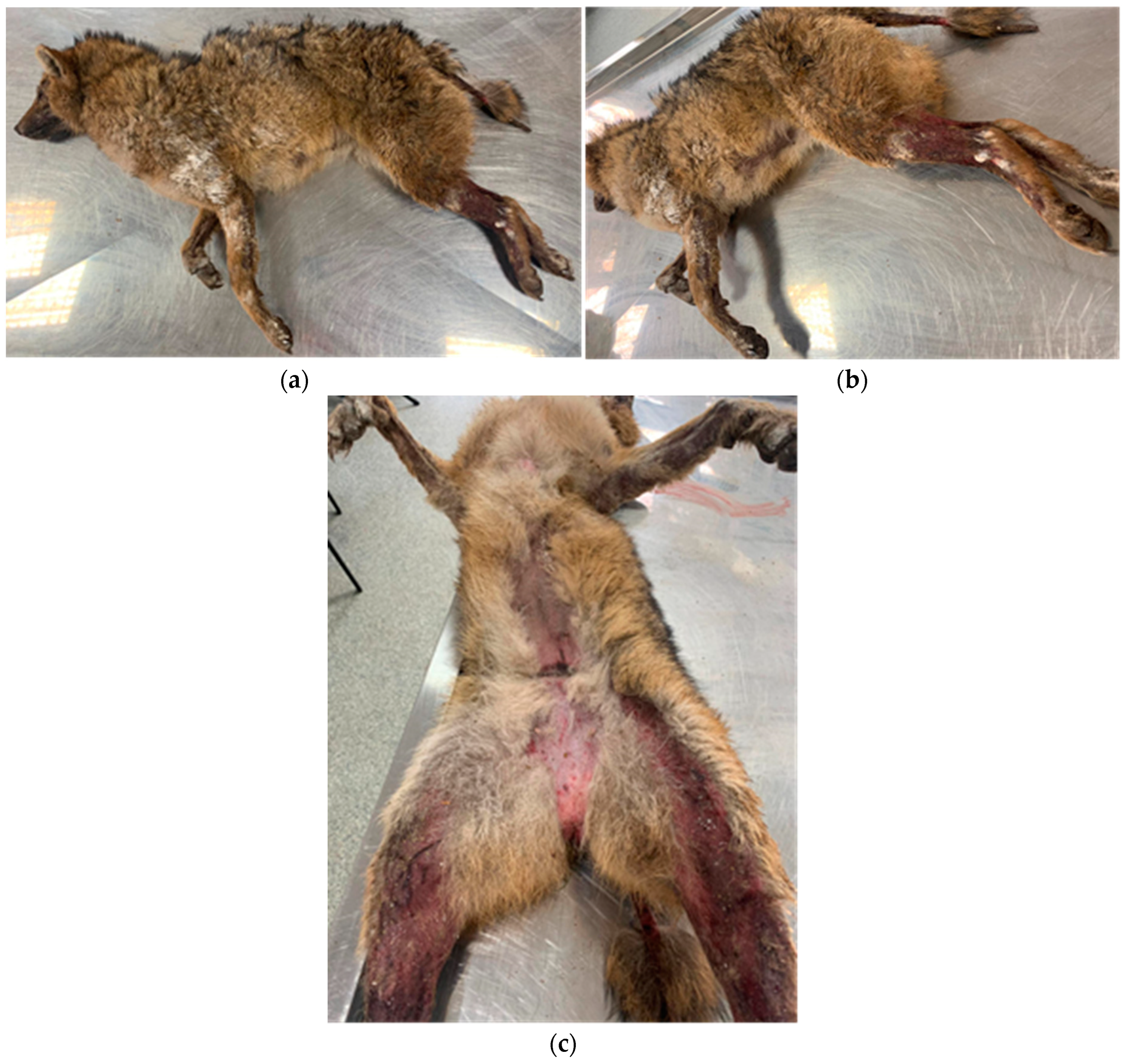 Pathogens 12 00412 g001 Pathogens 12 00412 g001