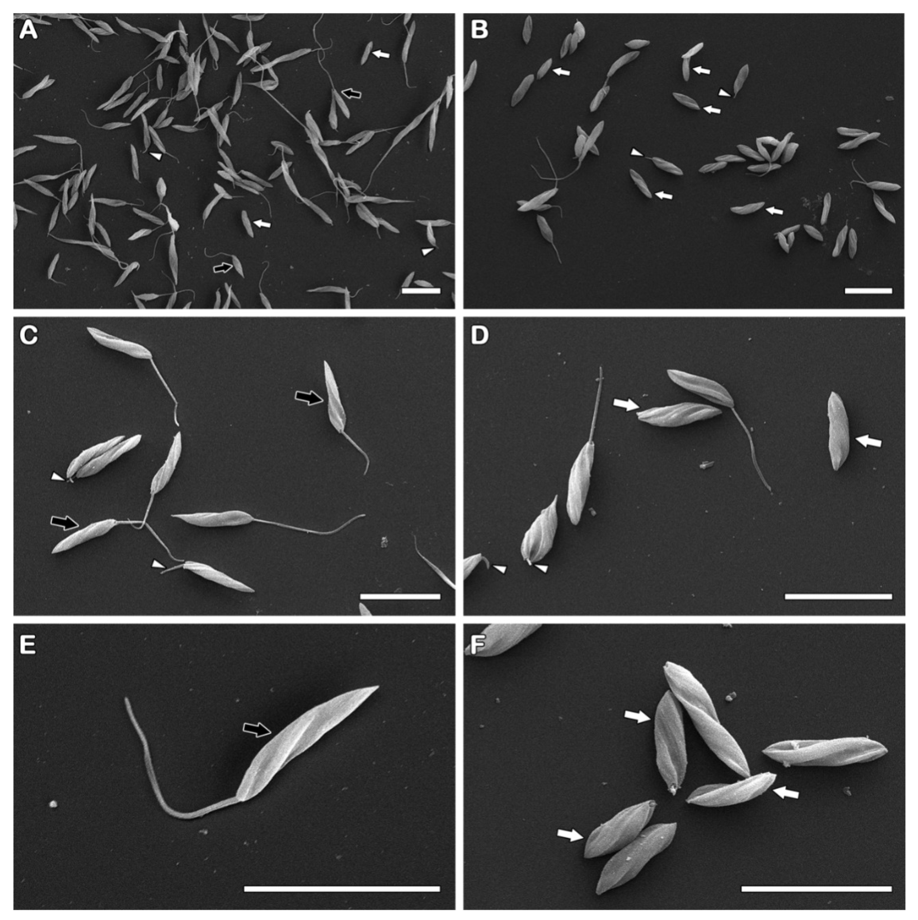 Pathogens 12 00423 g003