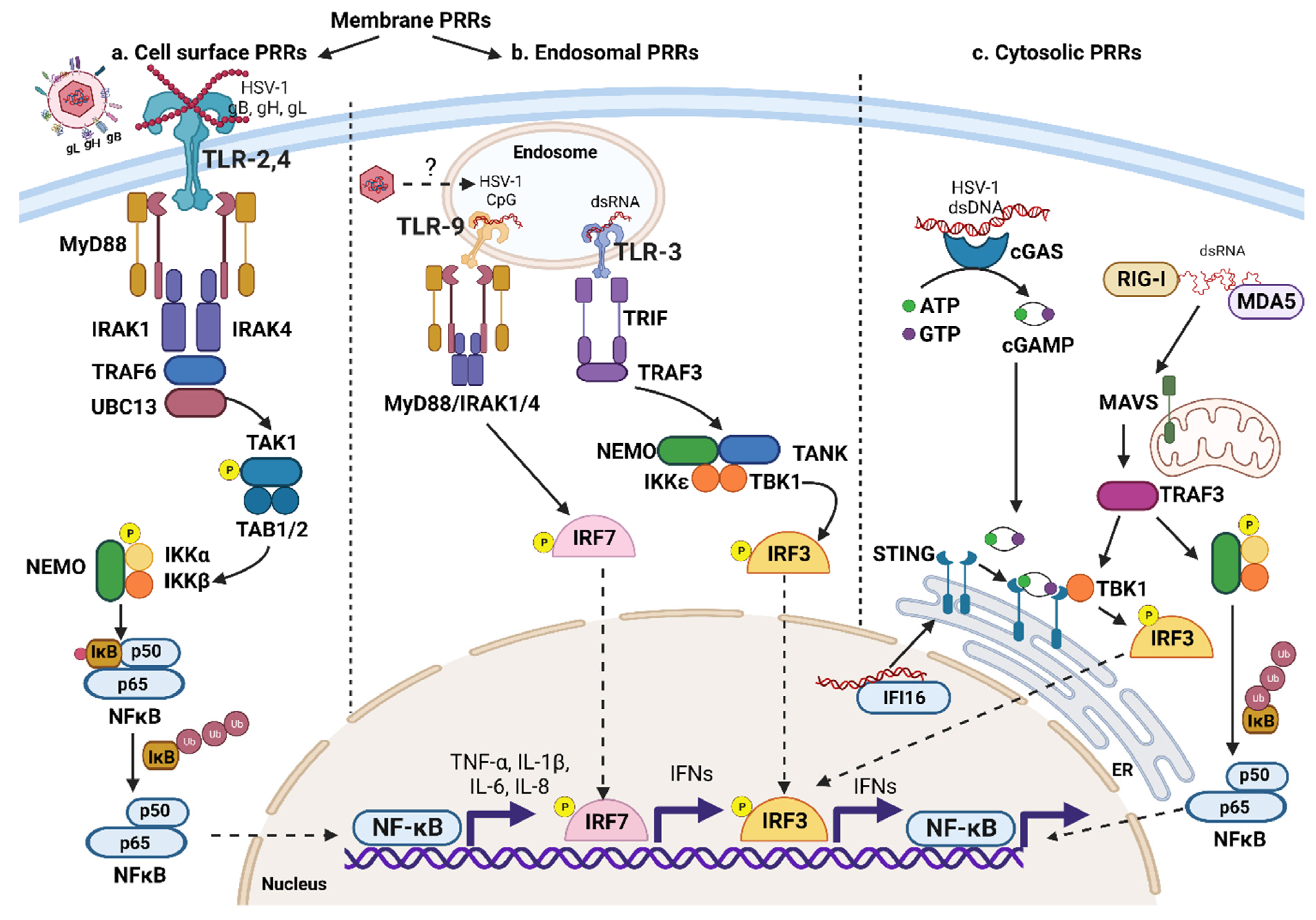 Pathogens 12 00437 g002 Pathogens 12 00437 g002