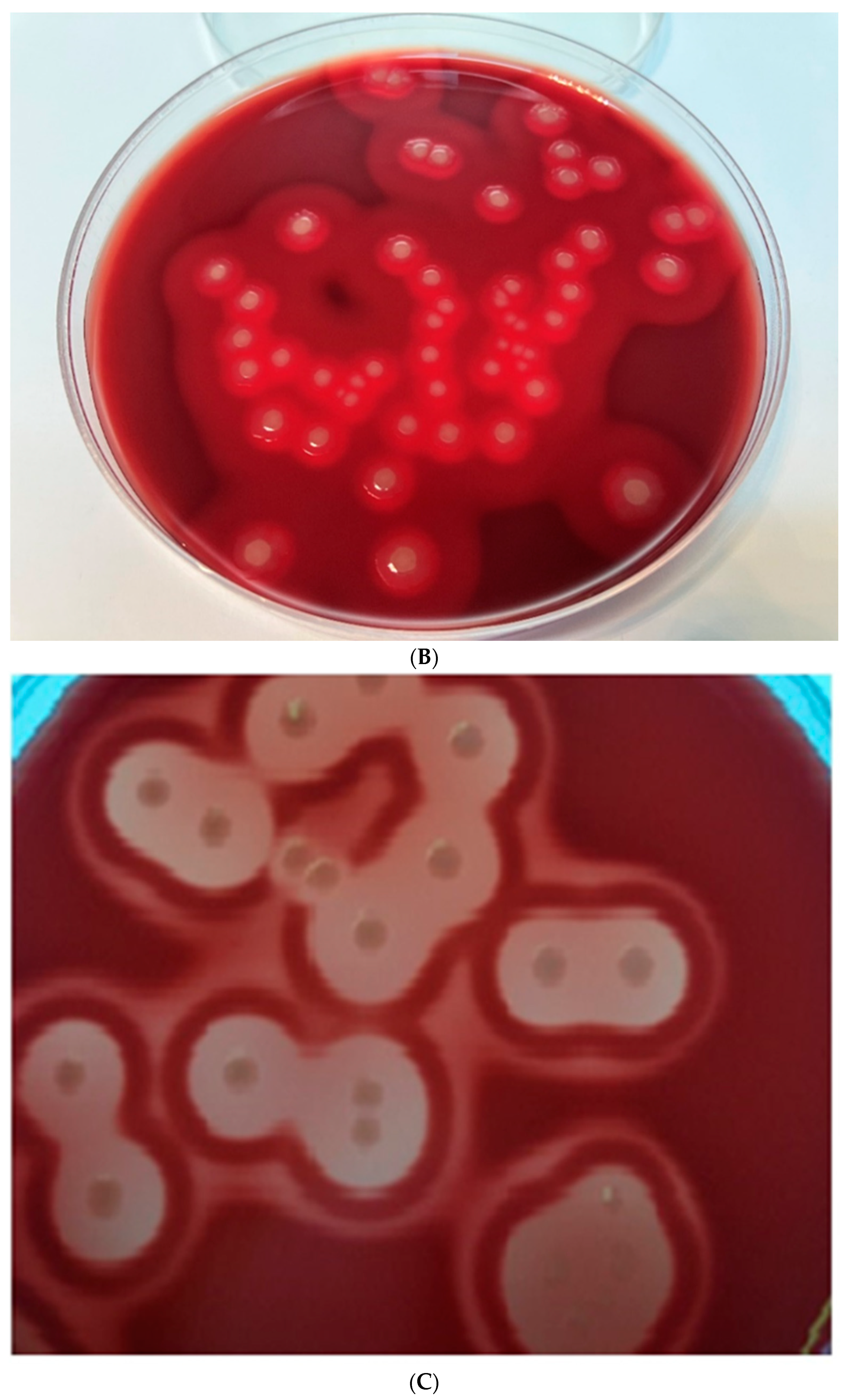 Pathogens 12 00458 g004b