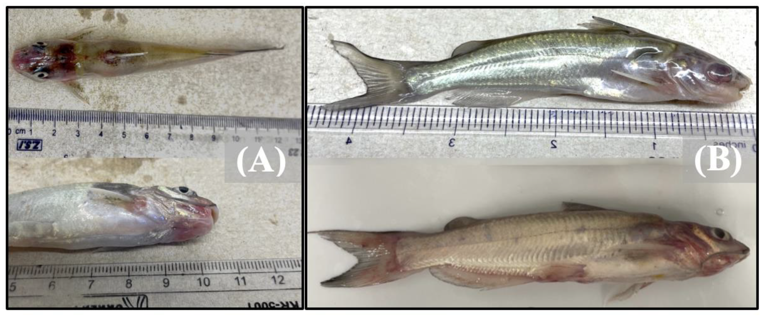 Pathogens 12 00462 g002