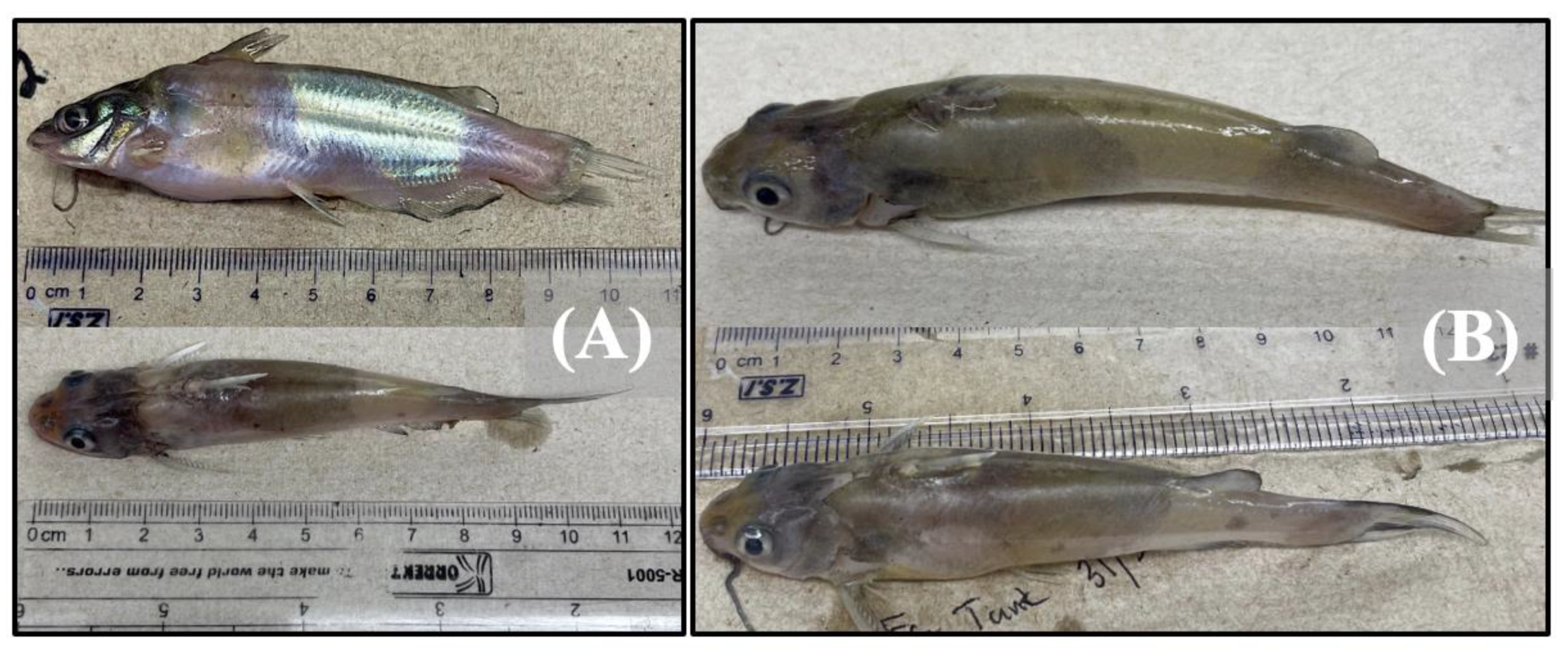 Pathogens 12 00462 g003