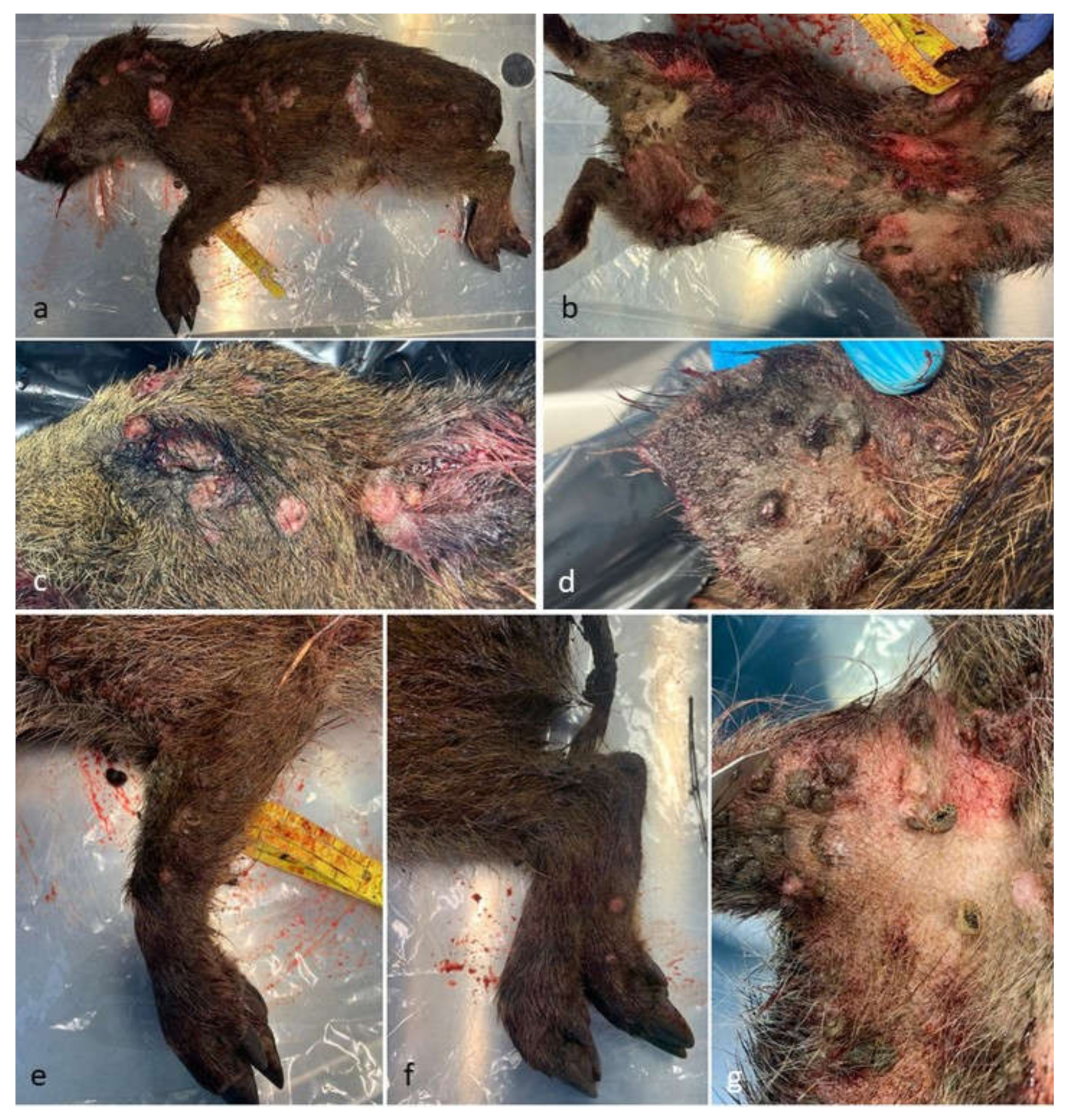 Pathogens 12 00472 g001 Pathogens 12 00472 g001