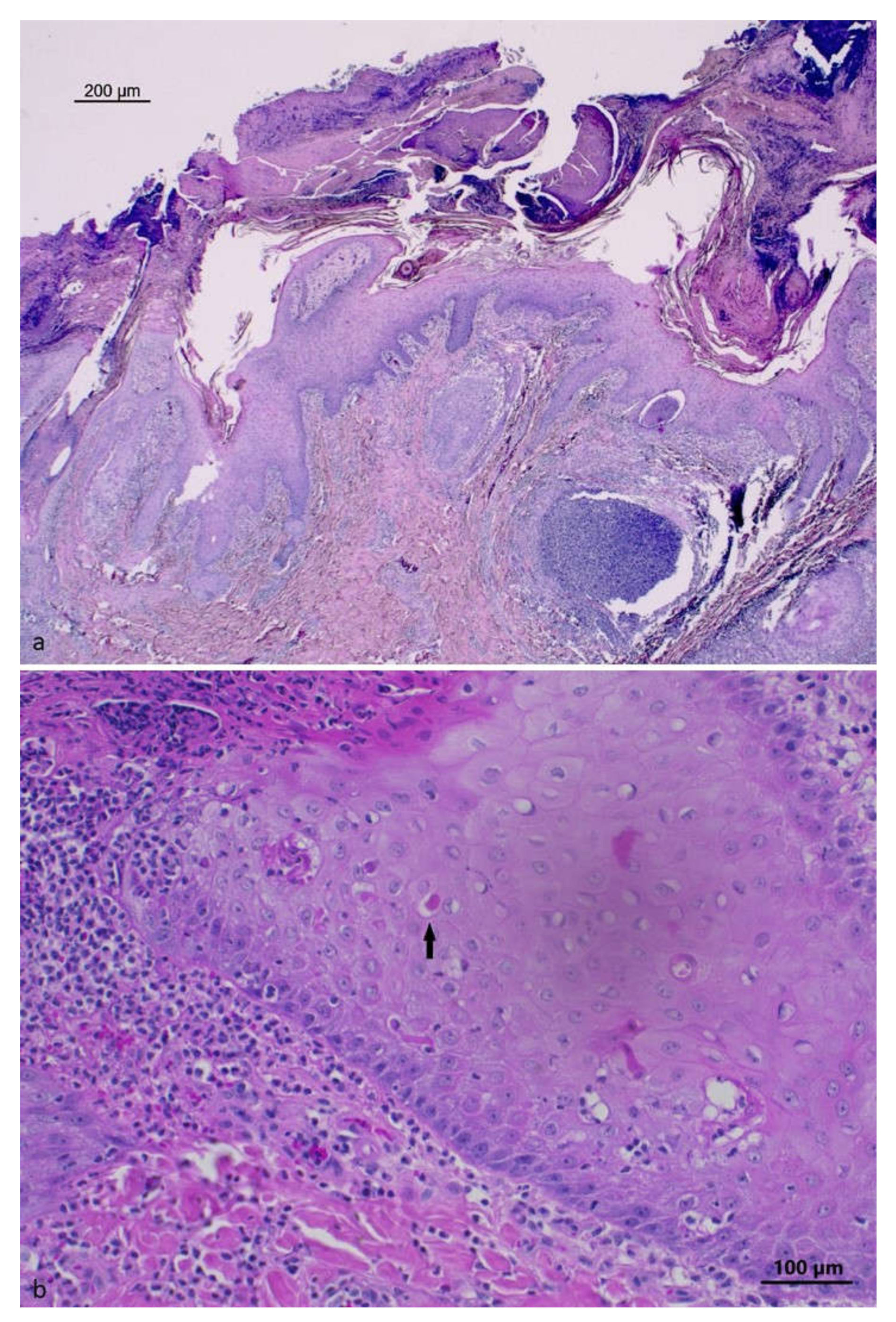 Pathogens 12 00472 g002 Pathogens 12 00472 g002