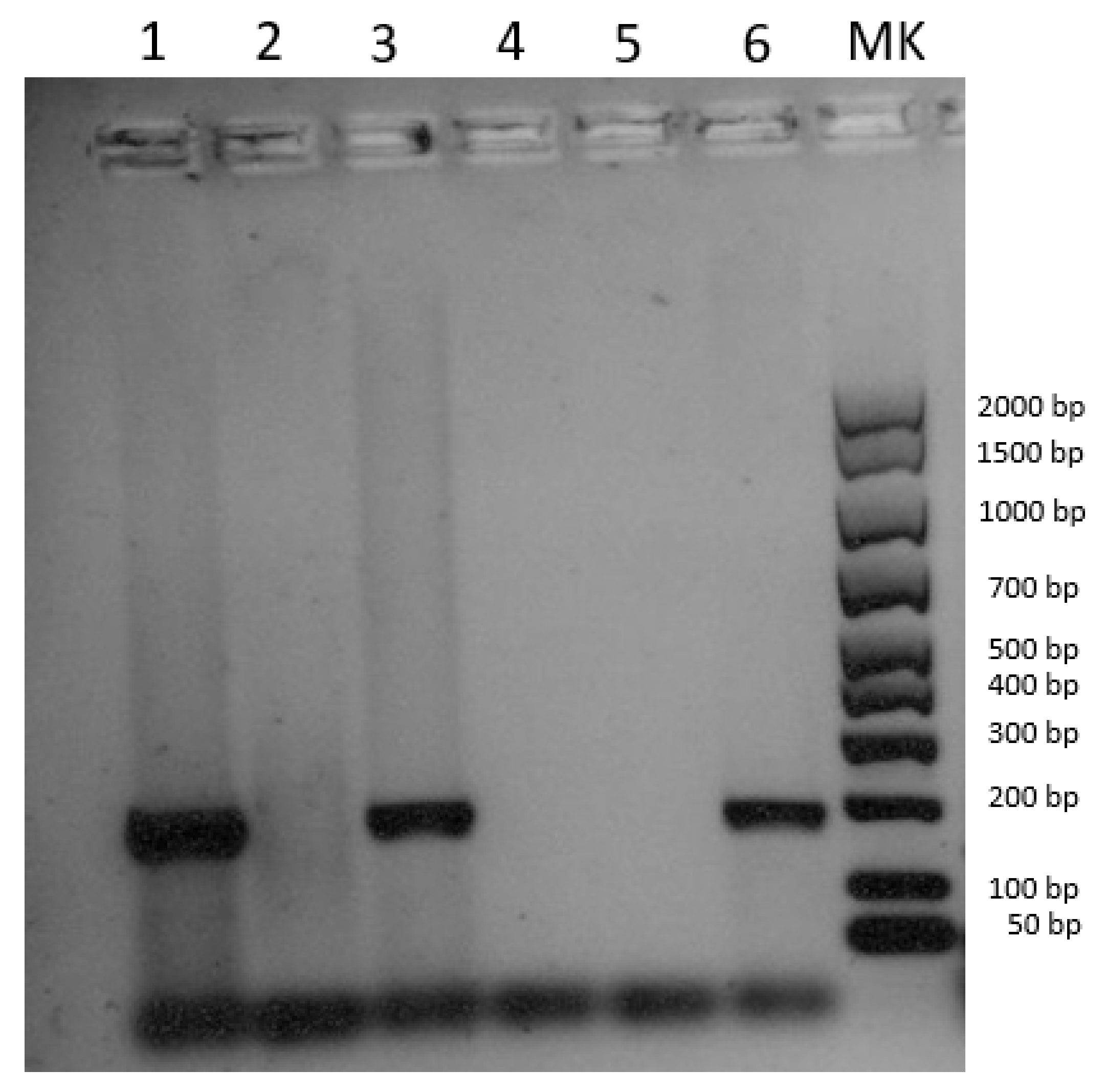 Pathogens 12 00472 g003 Pathogens 12 00472 g003