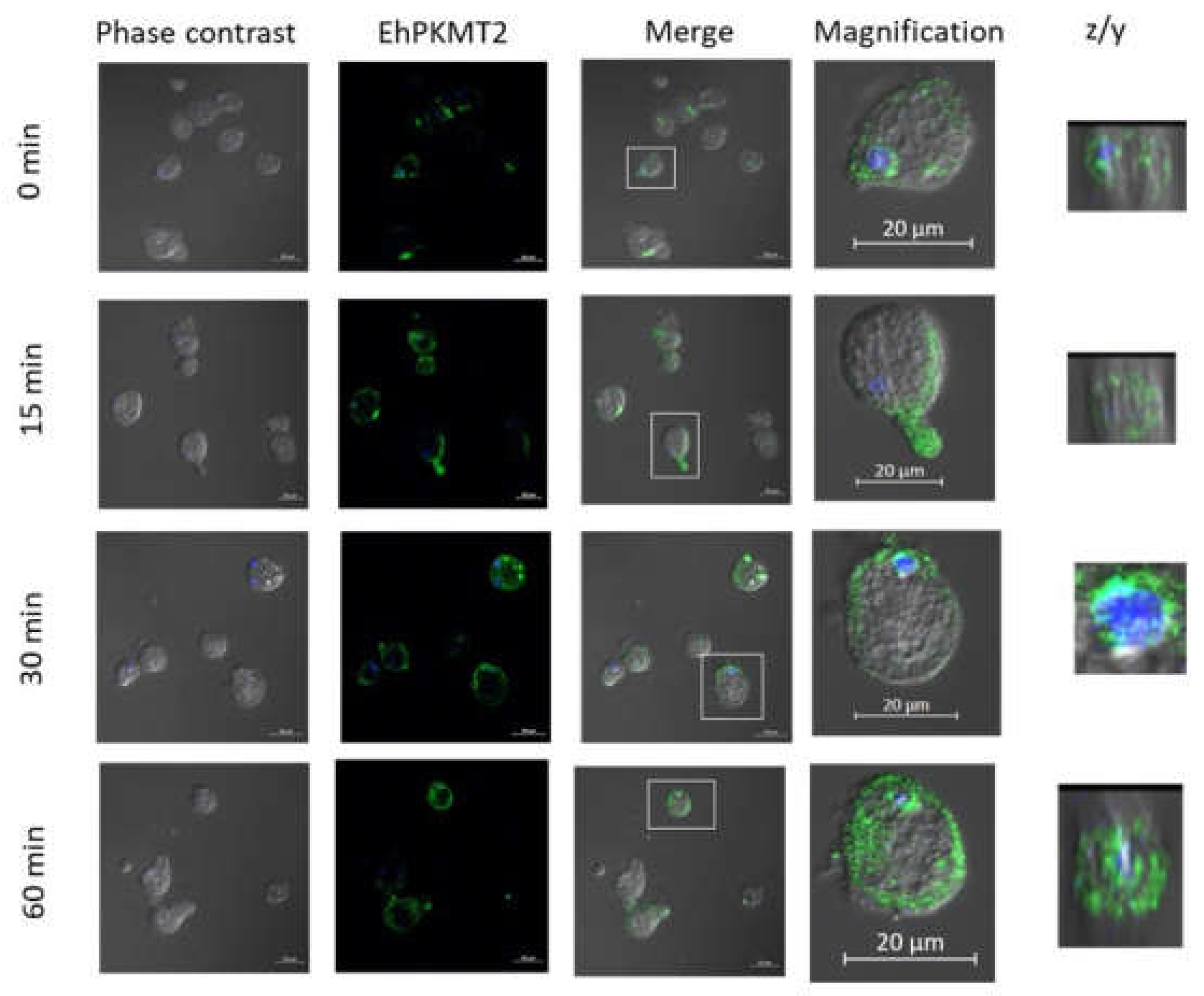Pathogens 12 00474 g003 Pathogens 12 00474 g003