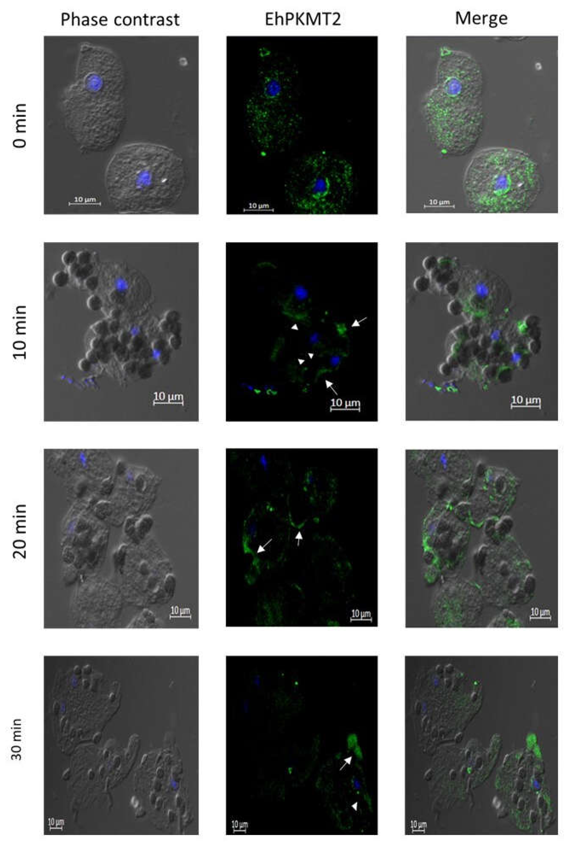 Pathogens 12 00474 g005 Pathogens 12 00474 g005