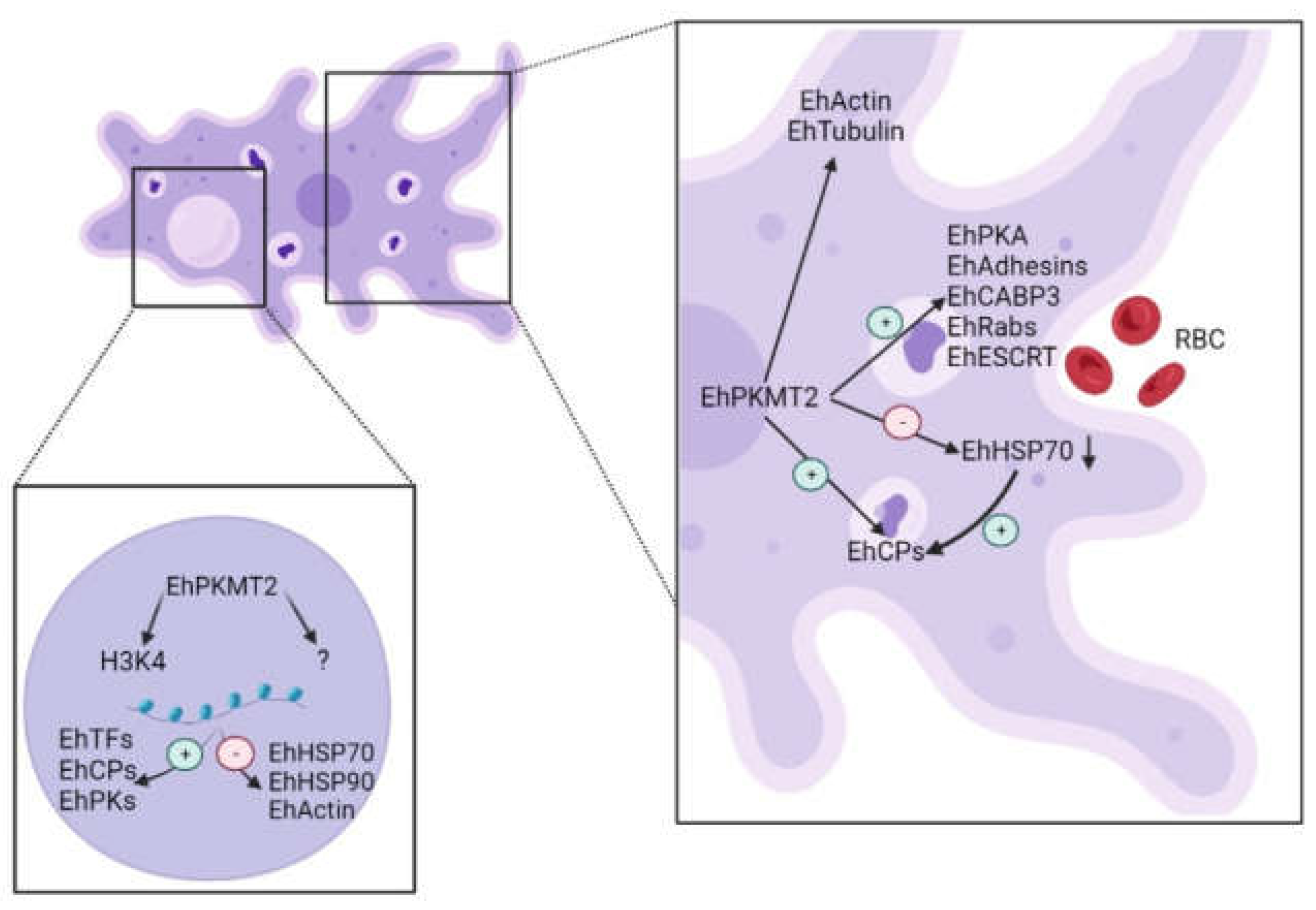 Pathogens 12 00474 g008 Pathogens 12 00474 g008