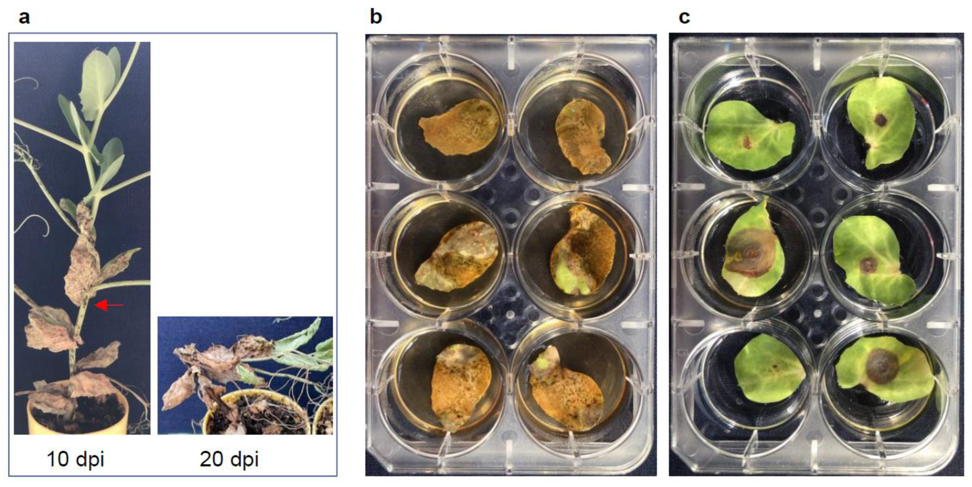 Pathogens 12 00494 g002