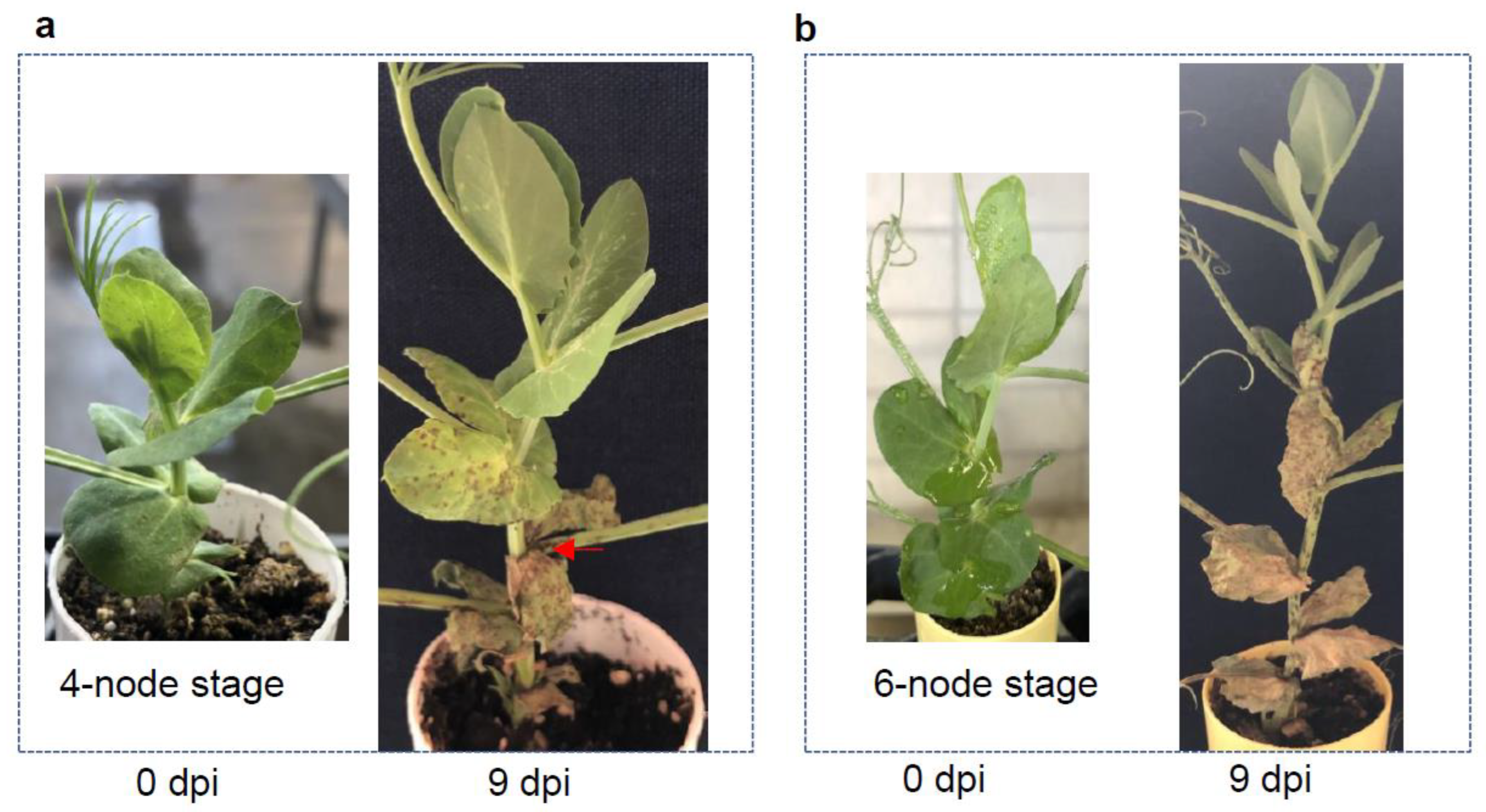Pathogens 12 00494 g004