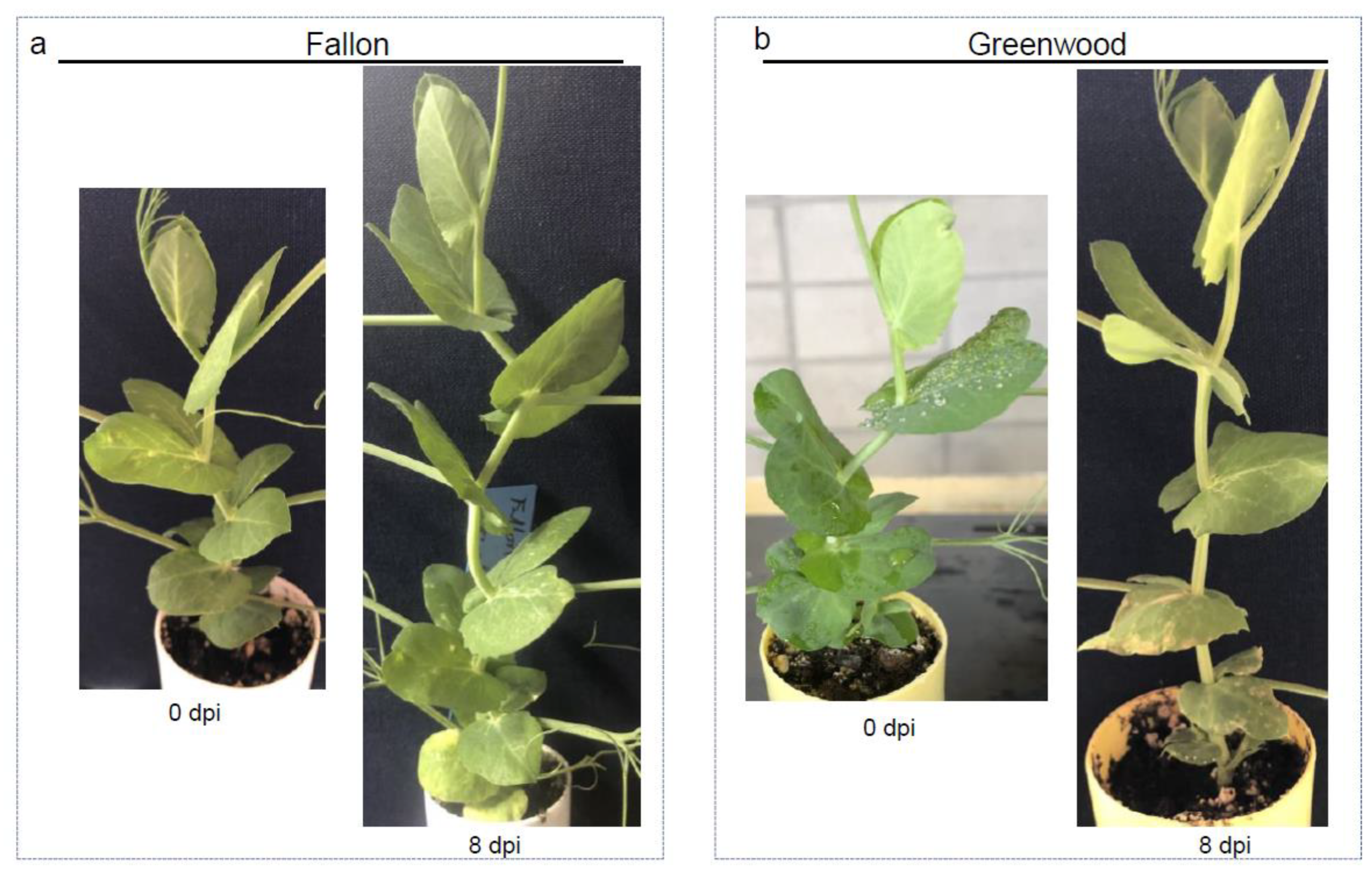 Pathogens 12 00494 g006