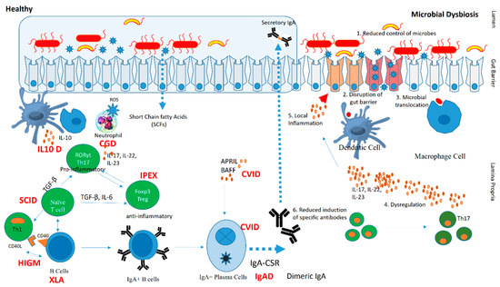 The systemic anti-microbiota IgG repertoire can identify gut