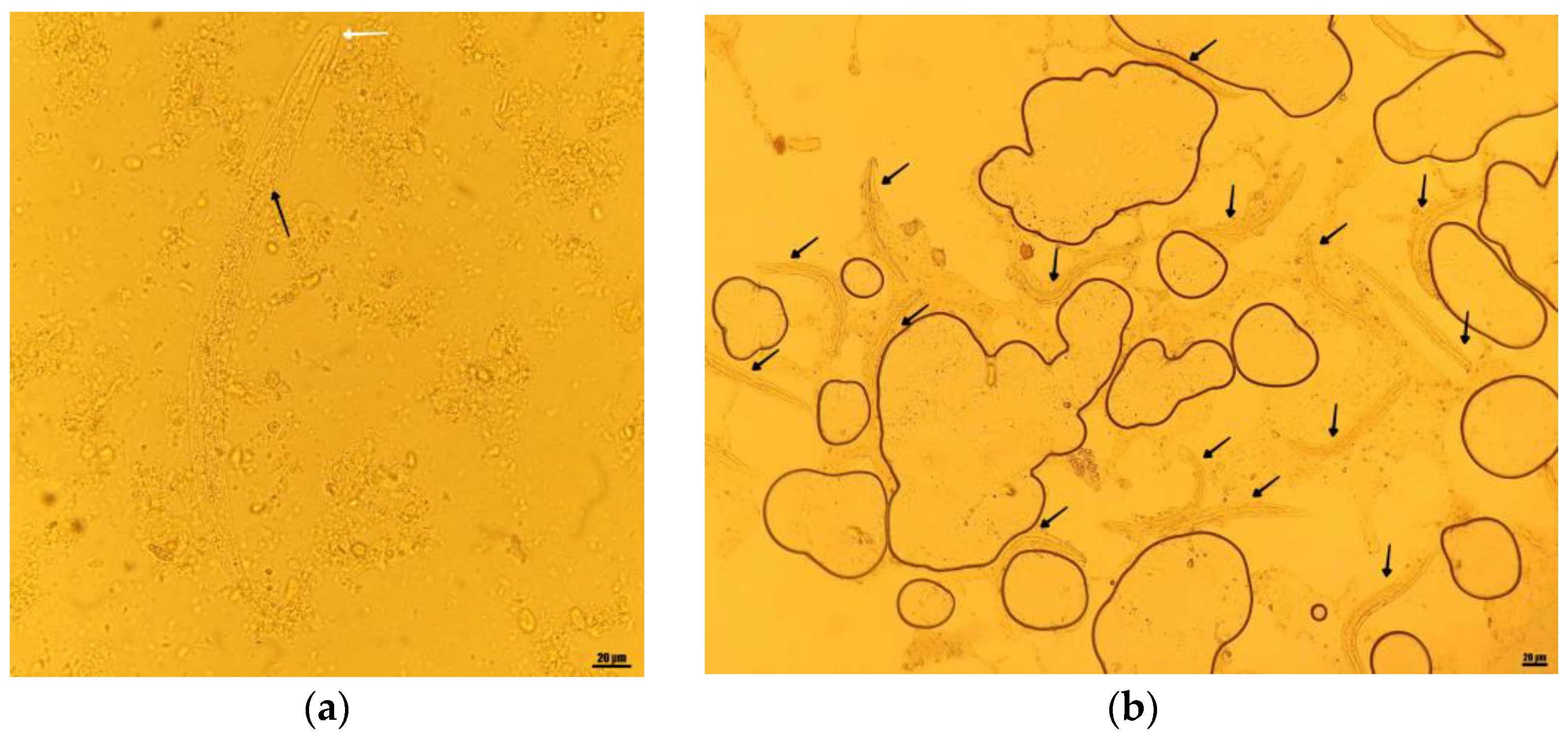 Pathogens 12 00530 g003 Pathogens 12 00530 g003