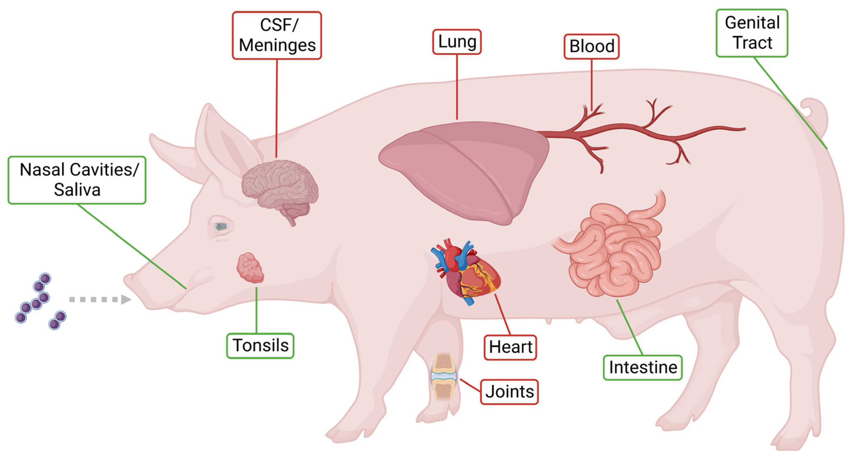 Pathogens 12 00541 g001 Pathogens 12 00541 g001