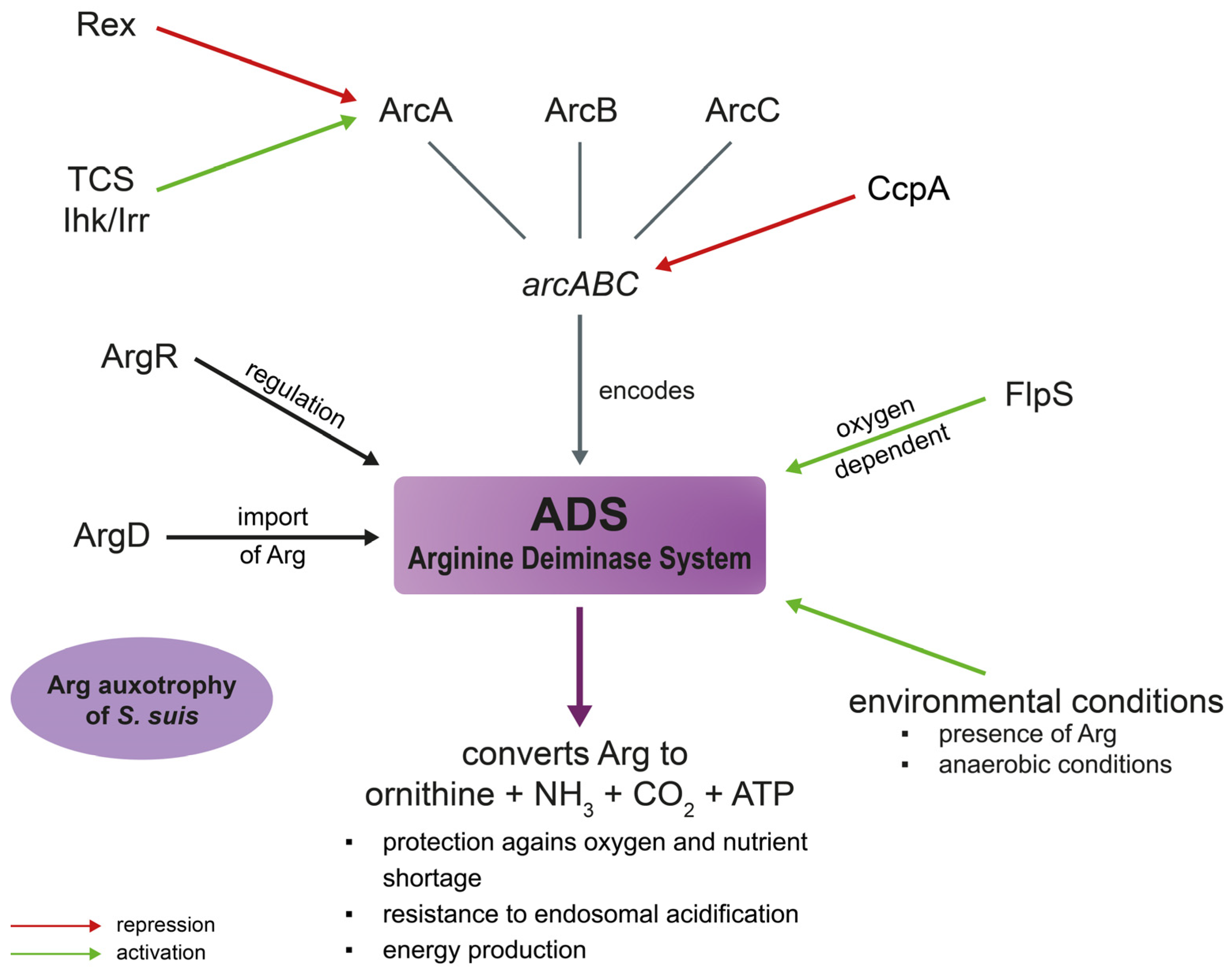 Pathogens 12 00541 g003 Pathogens 12 00541 g003