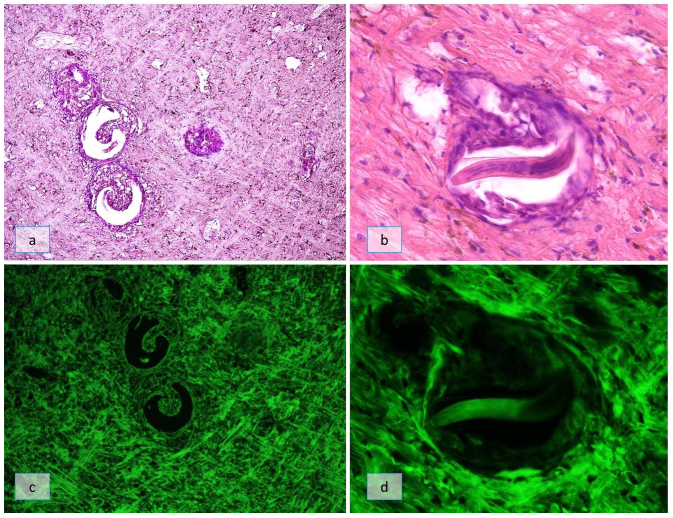 Pathogens 12 00542 g004 Pathogens 12 00542 g004