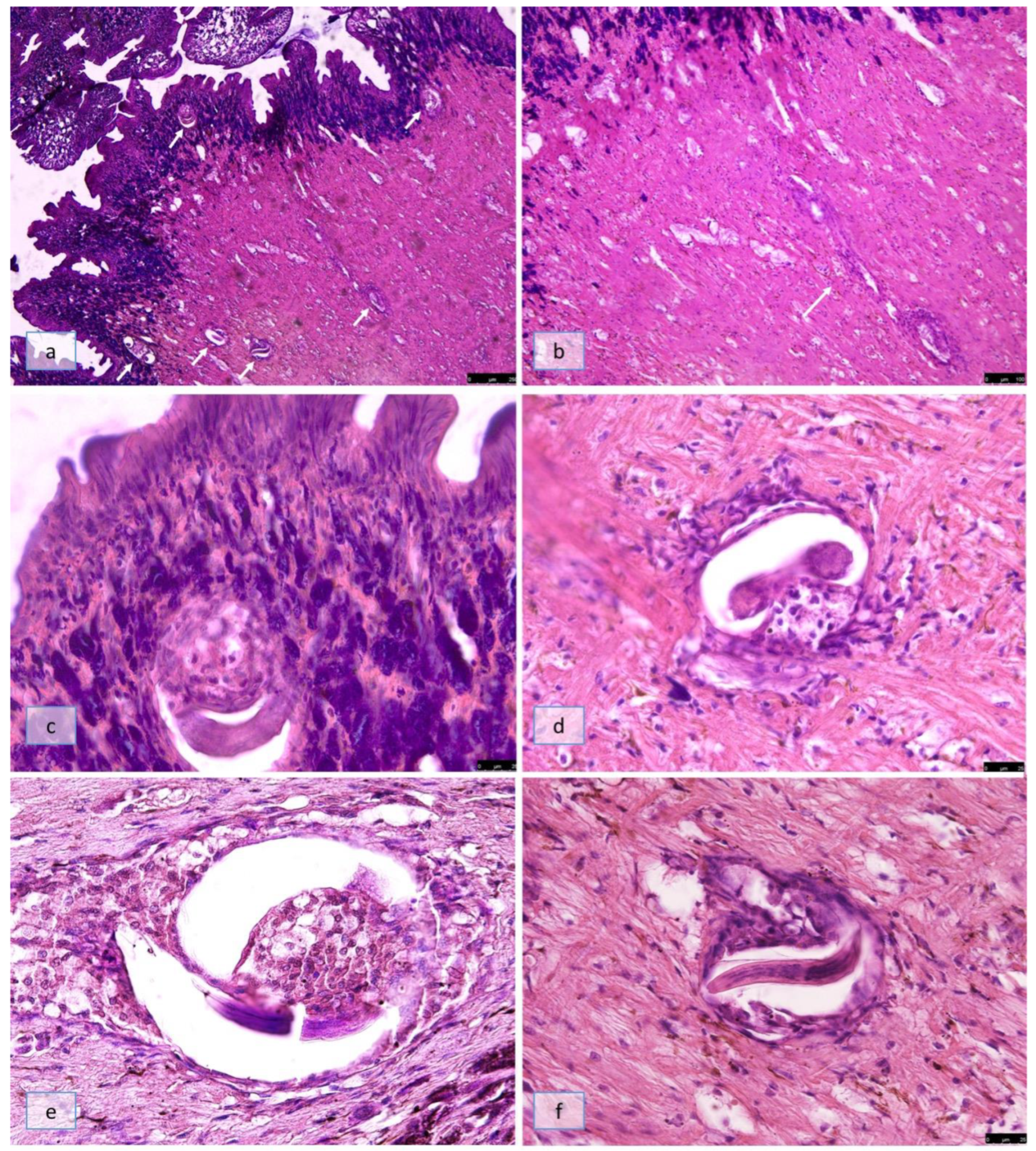 Pathogens 12 00542 g005 Pathogens 12 00542 g005