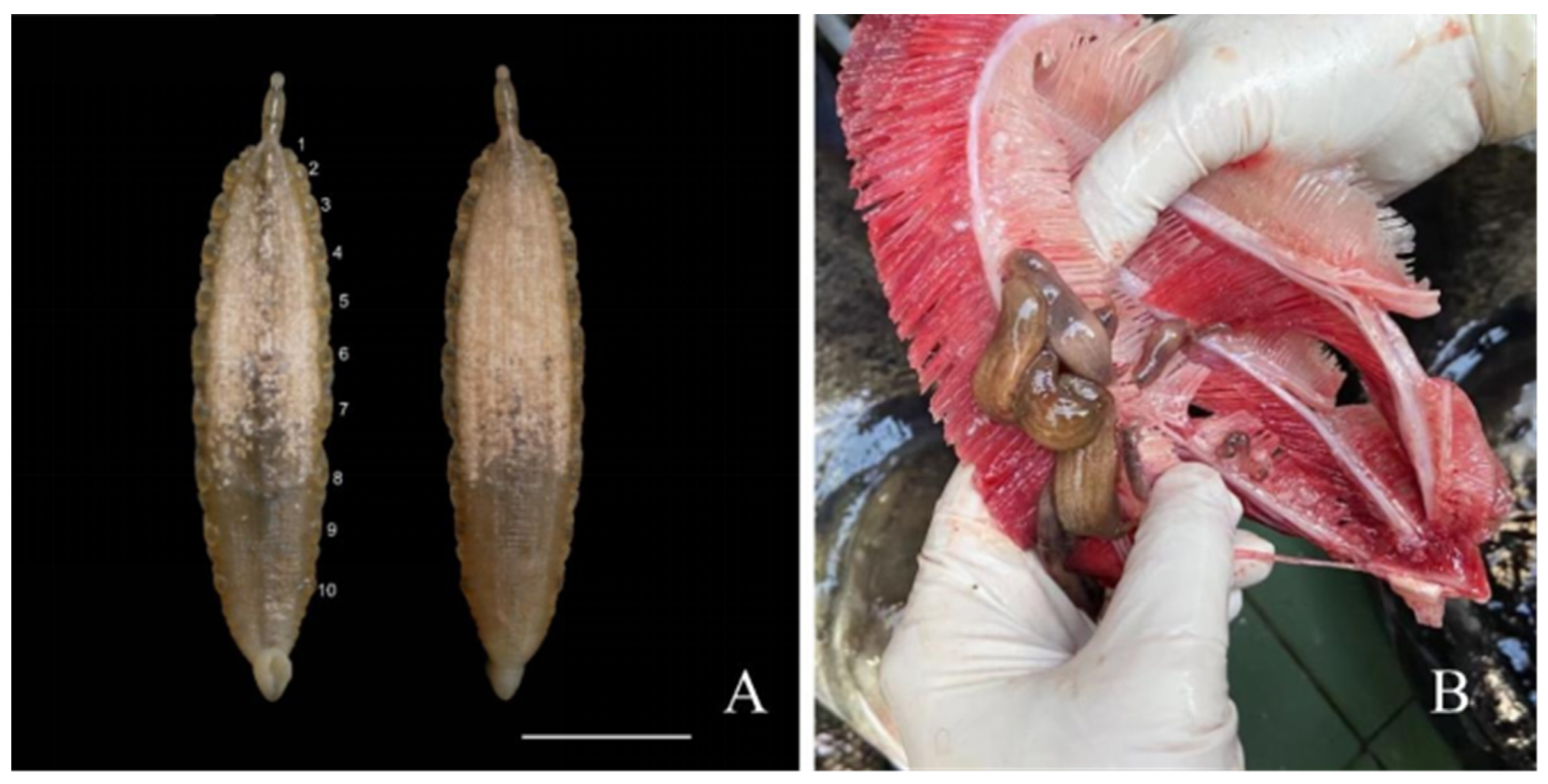 Pathogens 12 00562 g001 Pathogens 12 00562 g001