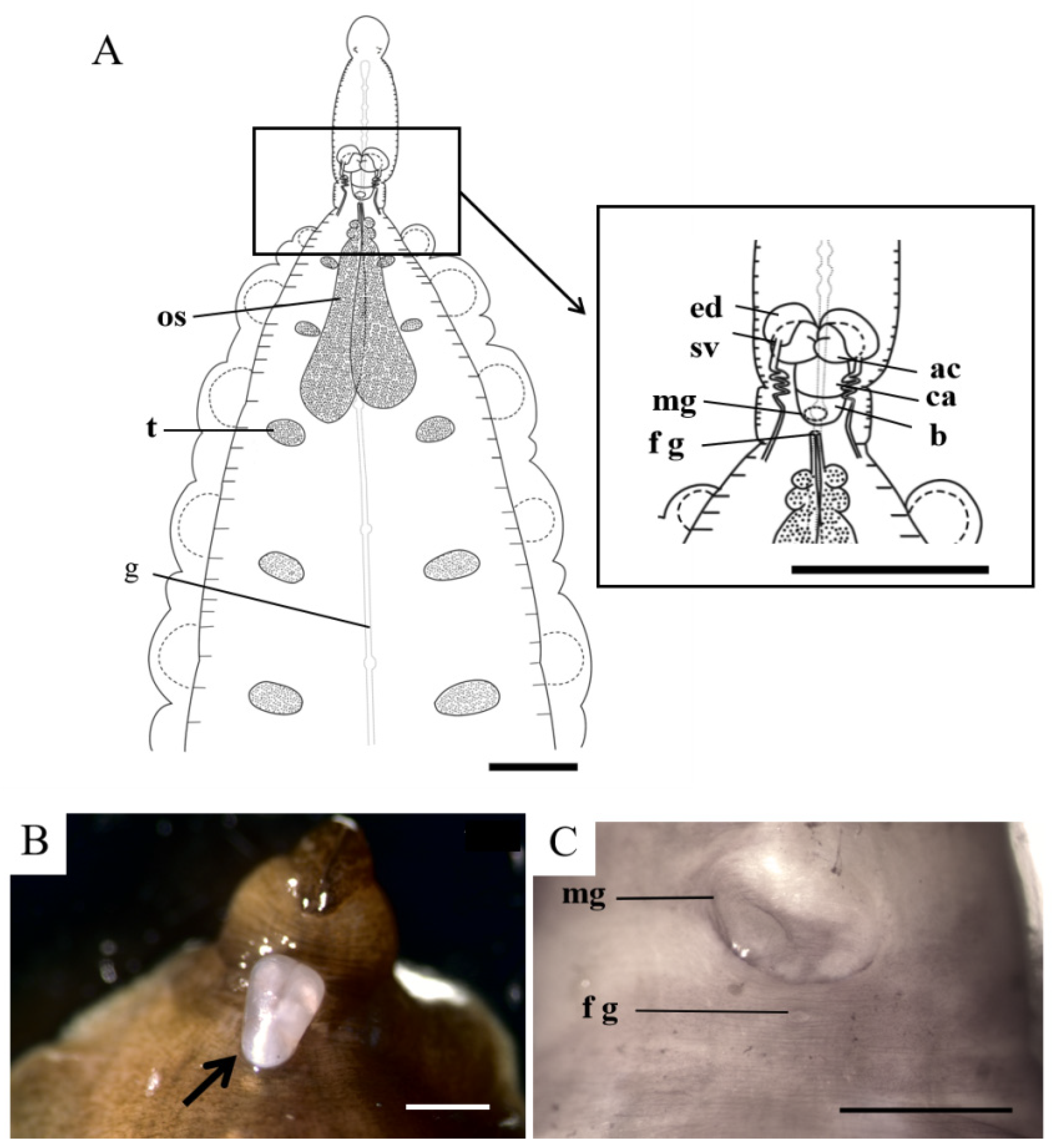 Pathogens 12 00562 g003 Pathogens 12 00562 g003