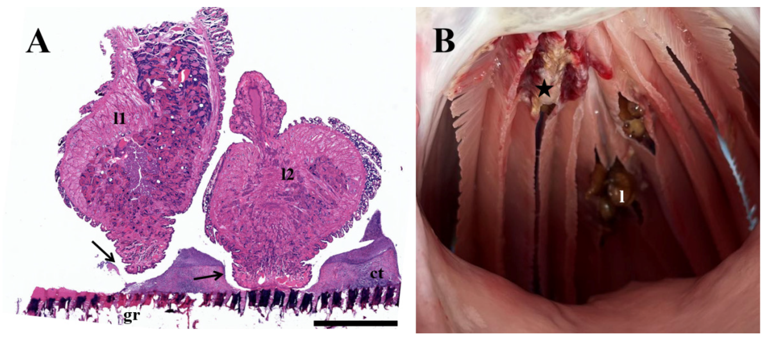 Pathogens 12 00562 g005 Pathogens 12 00562 g005