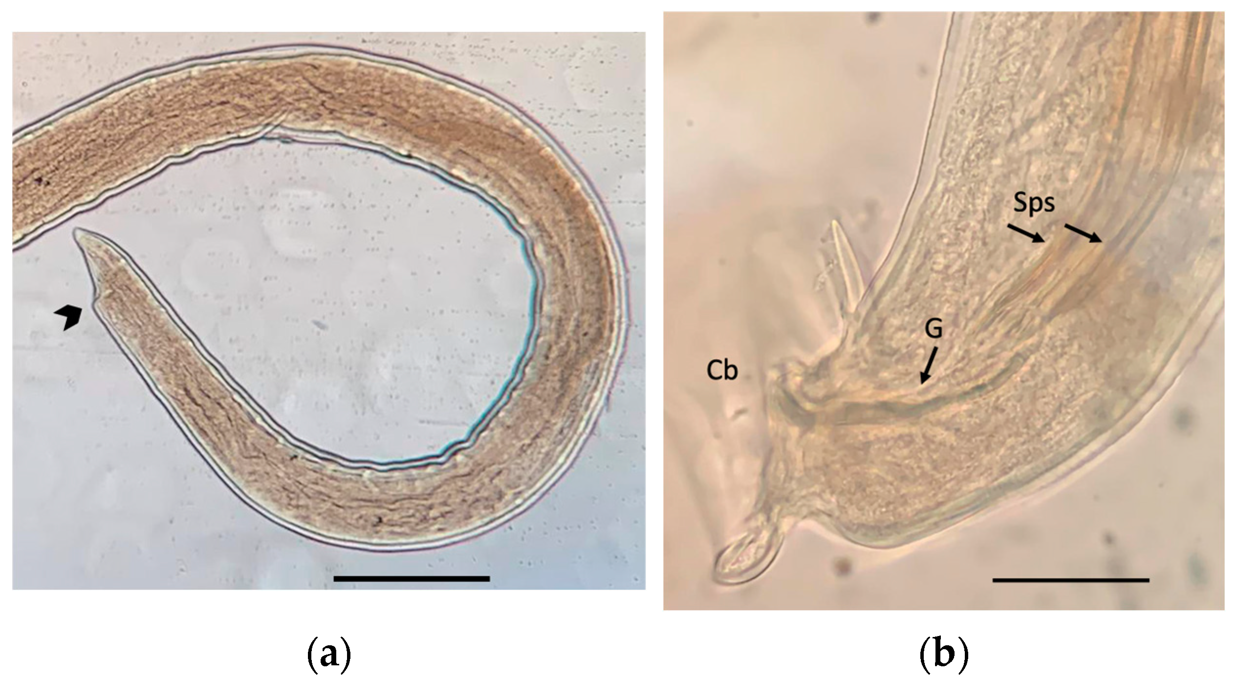 Pathogens 12 00567 g005