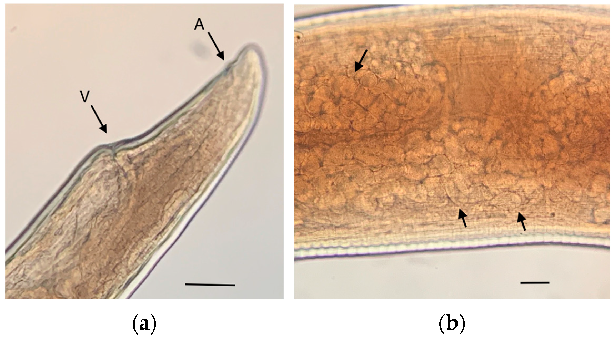 Pathogens 12 00567 g006