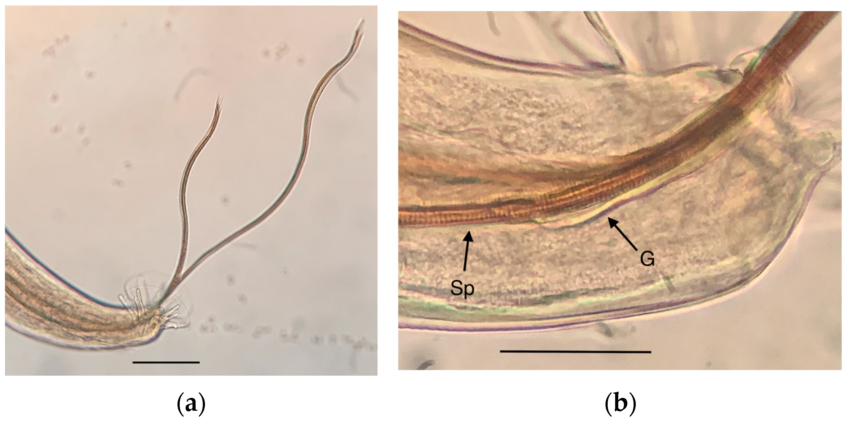 Pathogens 12 00567 g007