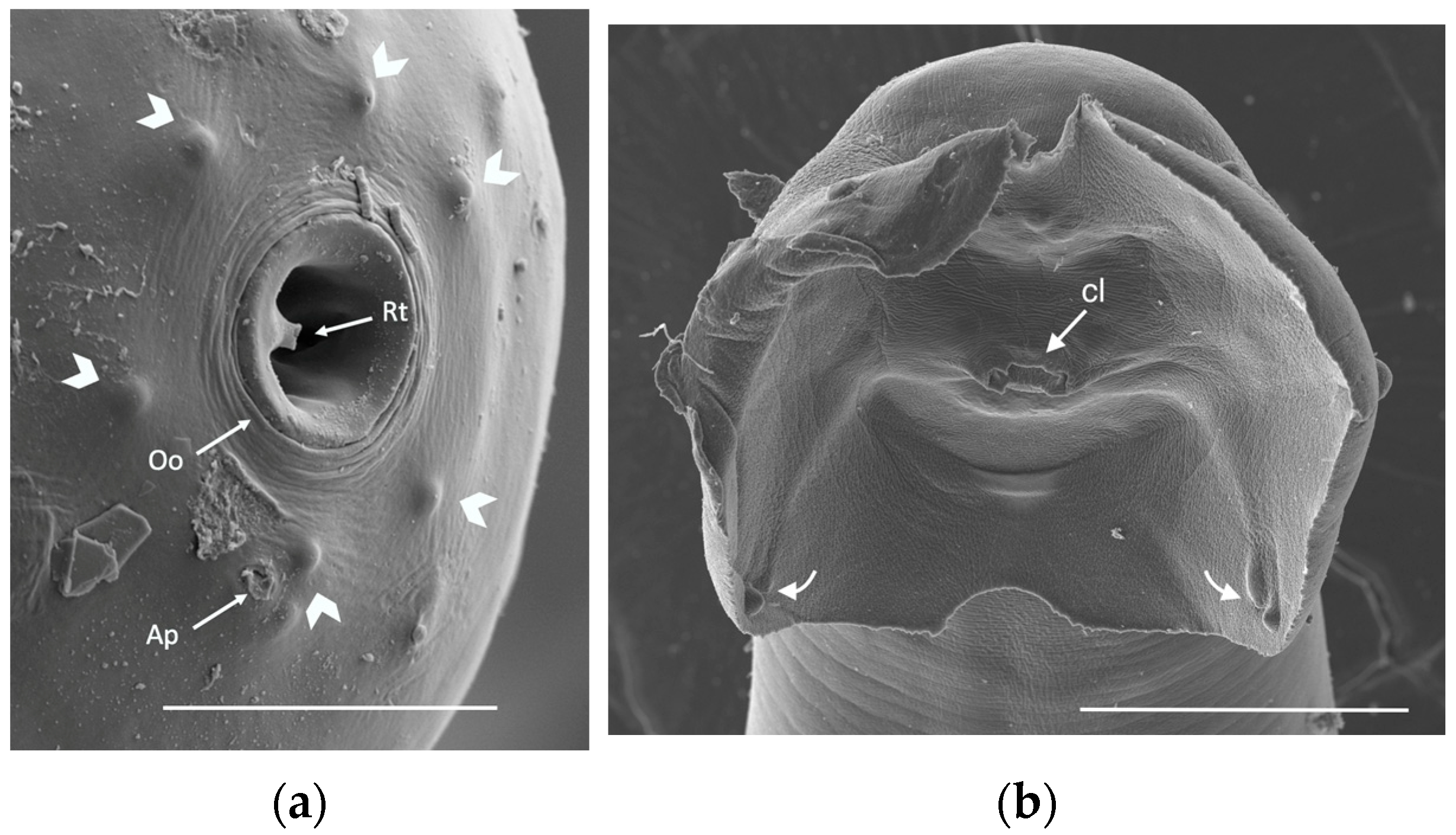 Pathogens 12 00567 g008