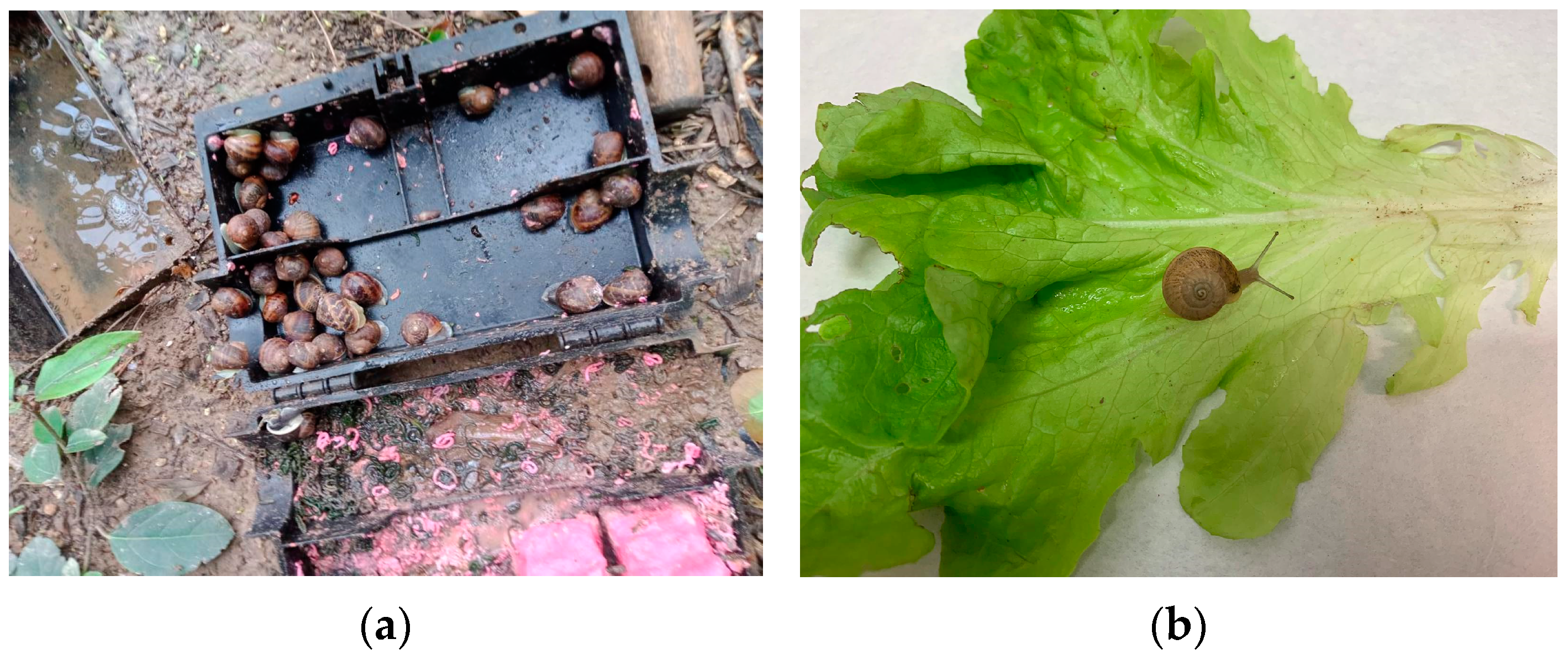 Pathogens 12 00567 g009