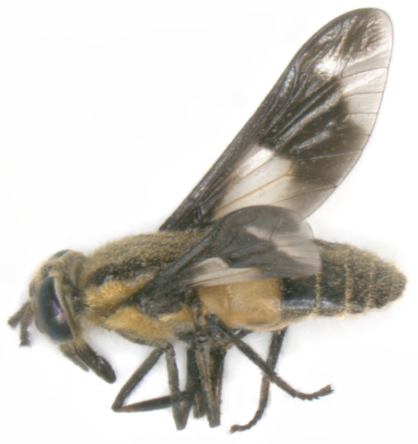 Pathogens 12 00568 g003 Pathogens 12 00568 g003