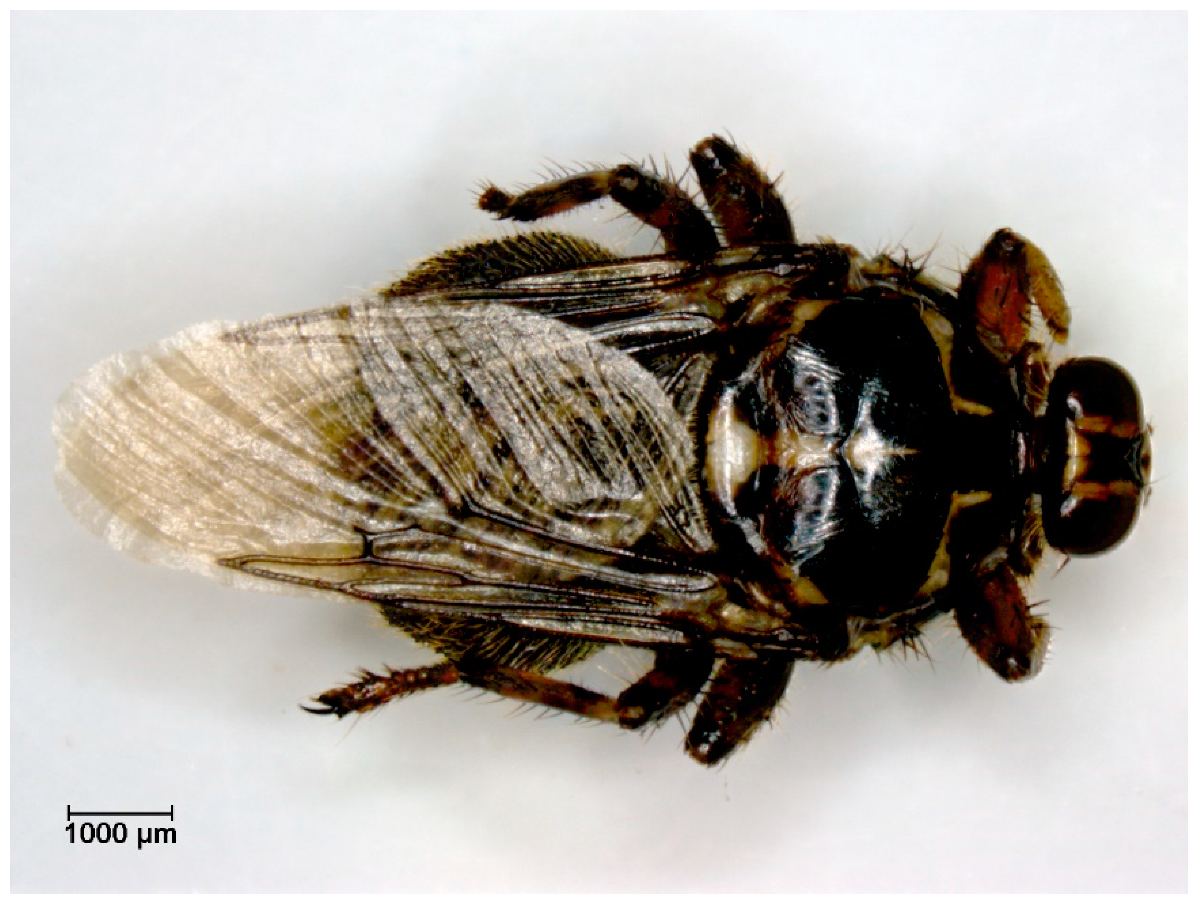 Pathogens 12 00568 g007 Pathogens 12 00568 g007