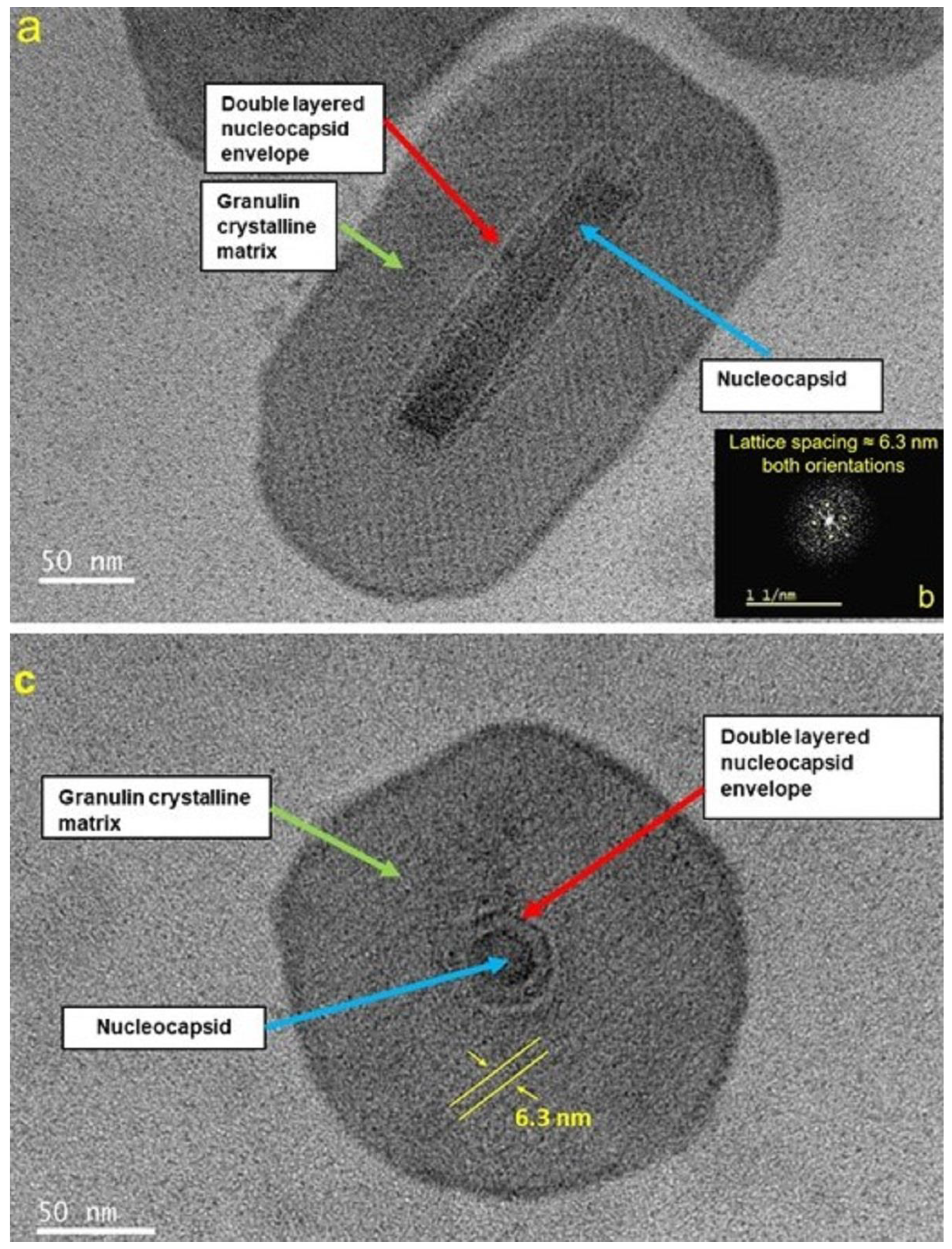 Pathogens 12 00590 g002 Pathogens 12 00590 g002