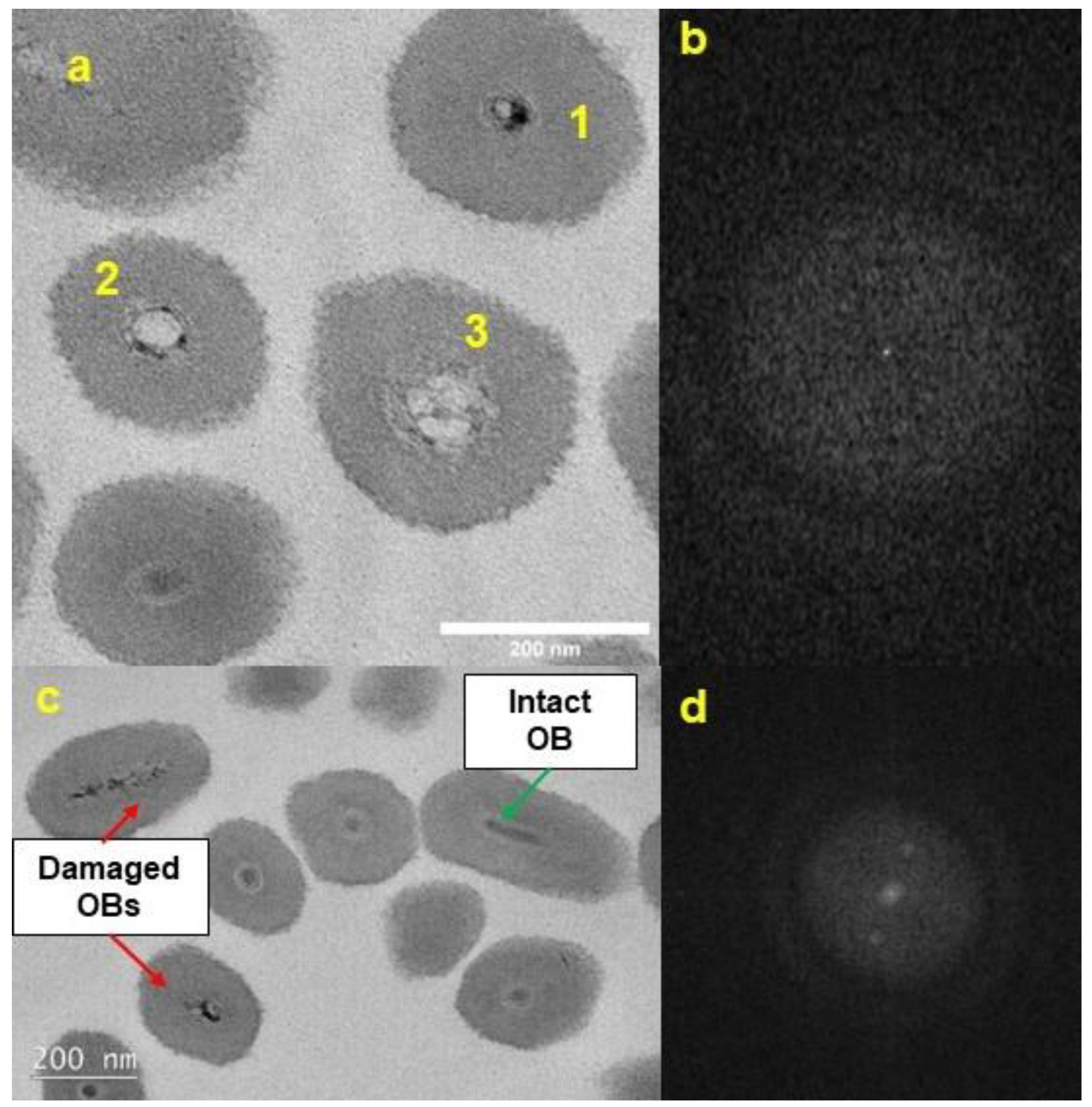 Pathogens 12 00590 g004 Pathogens 12 00590 g004