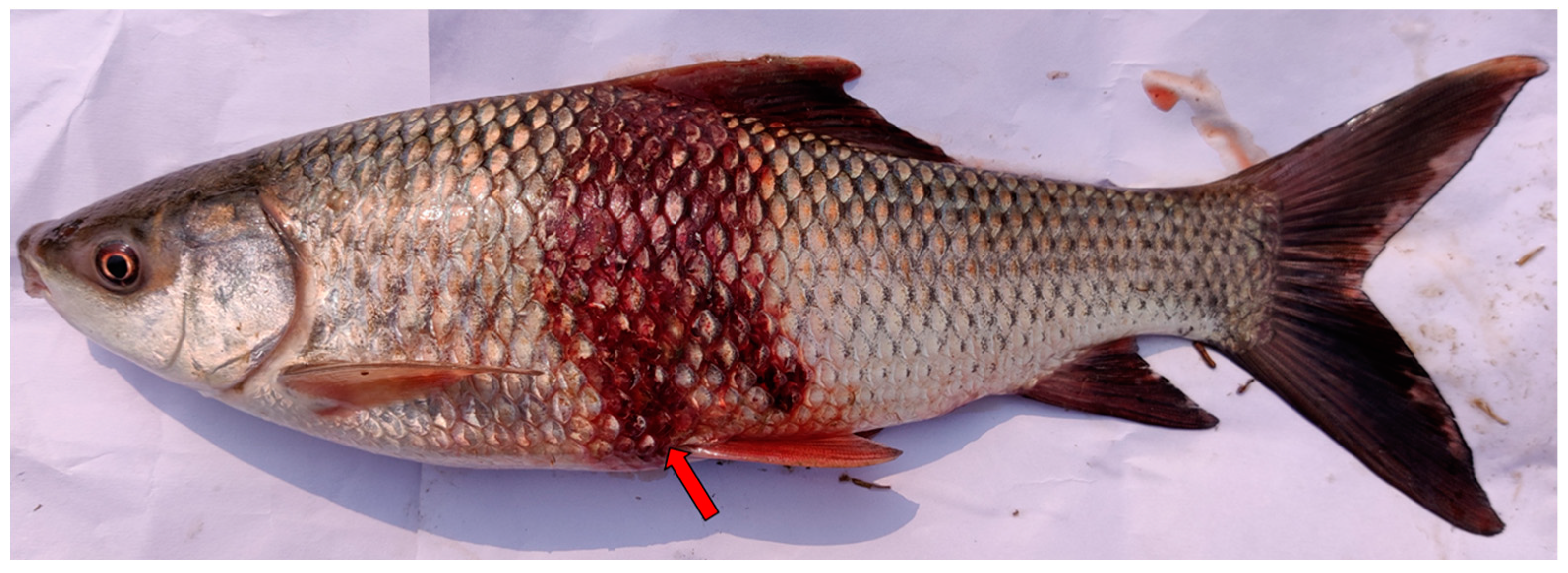 Pathogens 12 00598 g001