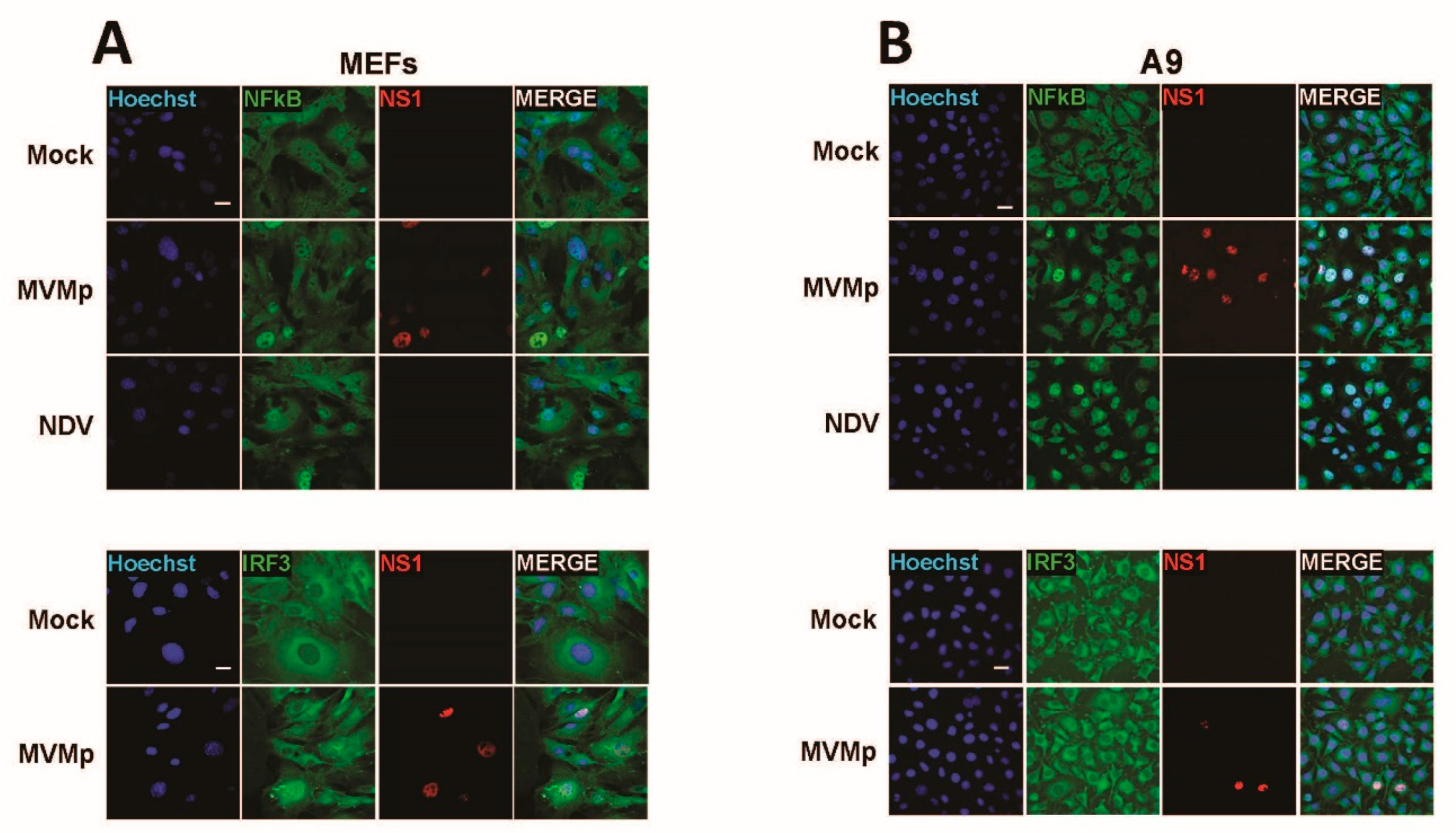 Pathogens 12 00607 g002 Pathogens 12 00607 g002