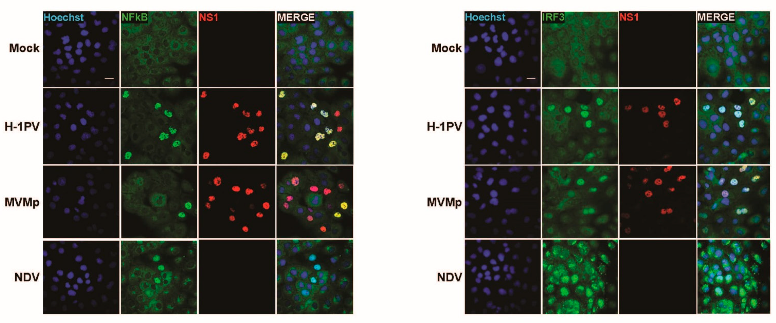 Pathogens 12 00607 g003 Pathogens 12 00607 g003